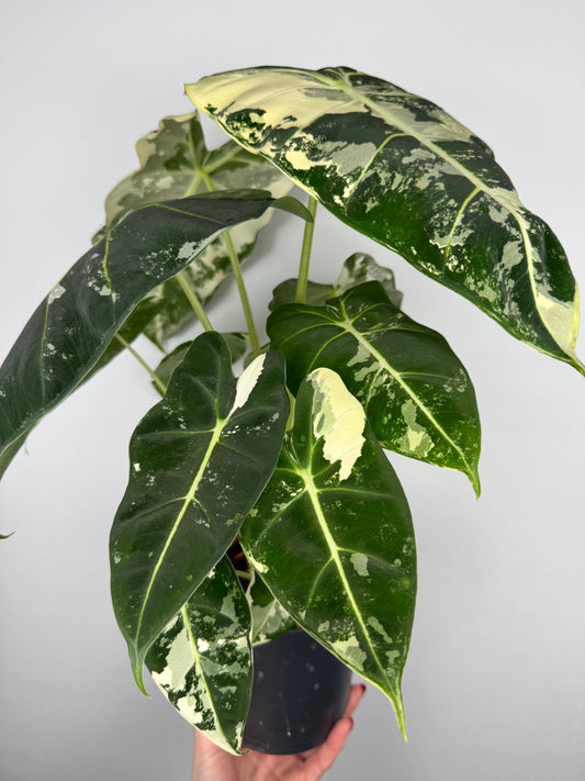 Alocasia Frydek variegata Alocasia Tropical Corner