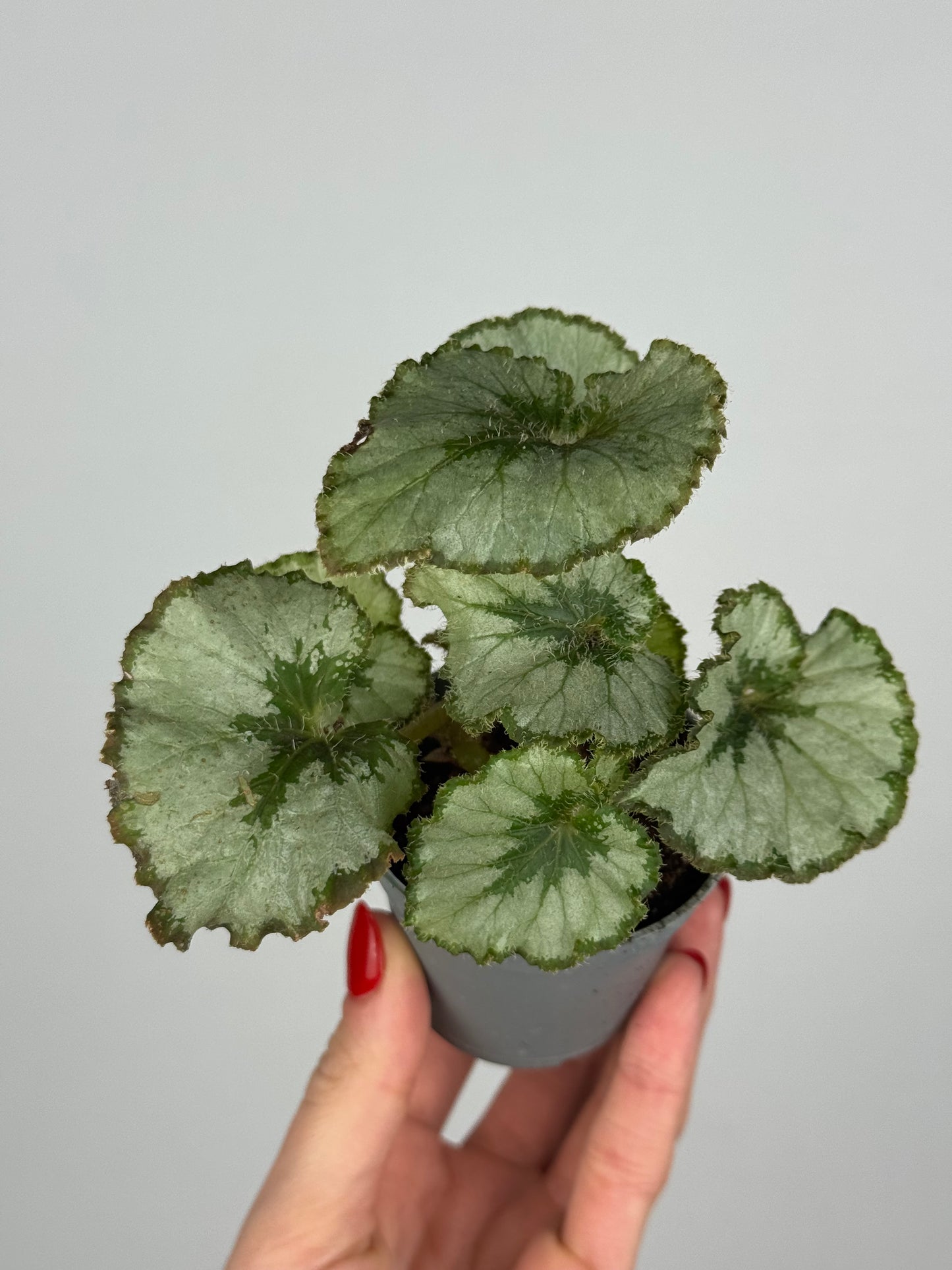 Begonia “Escargot”