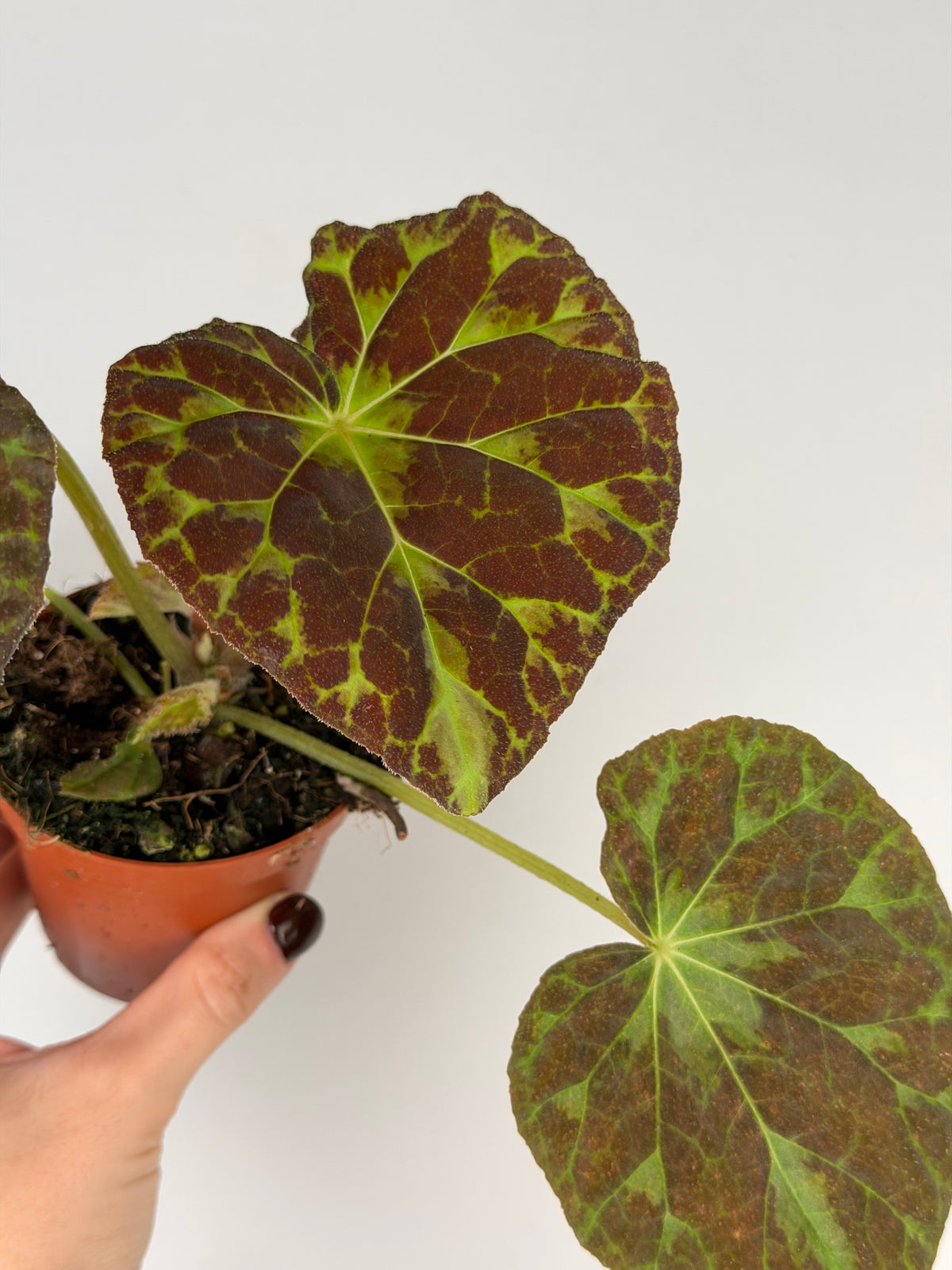 Begonia Barsalouxiae