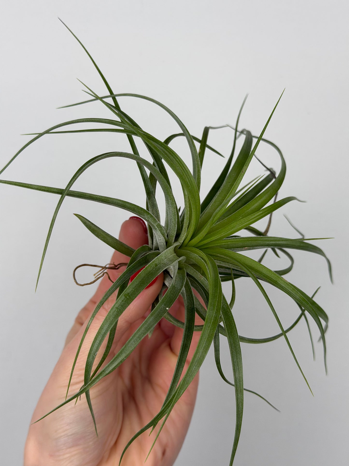 Tillandsia Brachycaulos Tillandsia Tropical Corner