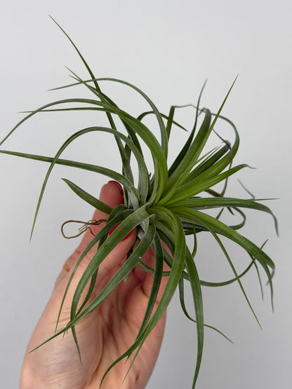 Tillandsia Brachycaulos Tillandsia Tropical Corner