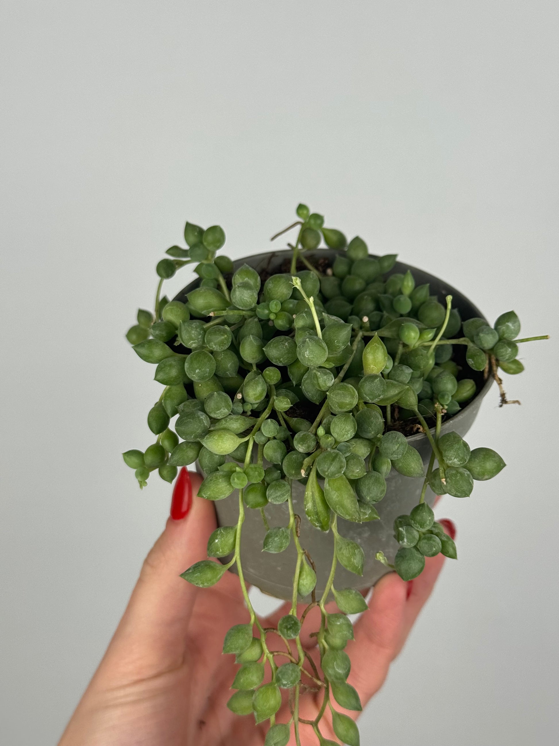 Senecio Herreianus