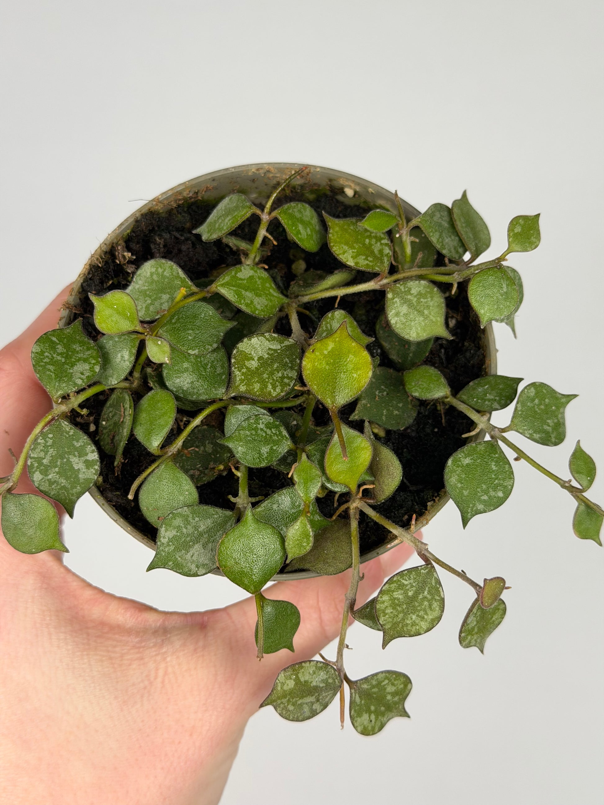 Hoya Curtisii Hoya Tropical Corner “M” 9 cm
