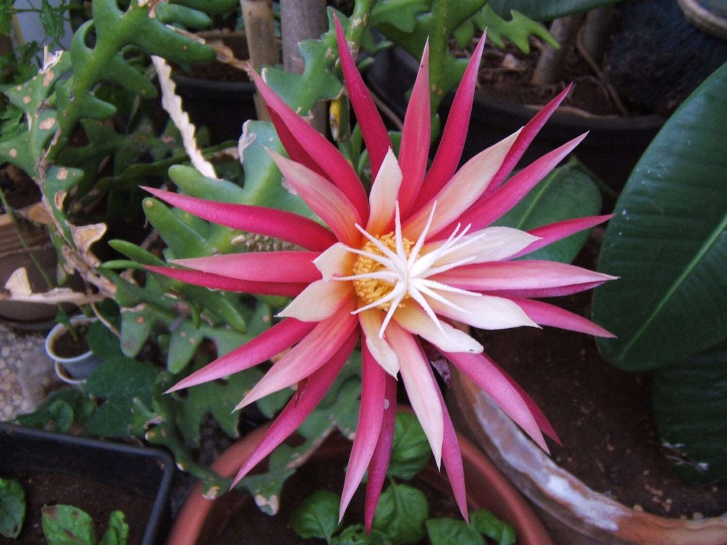 Epiphyllum Guatemalense