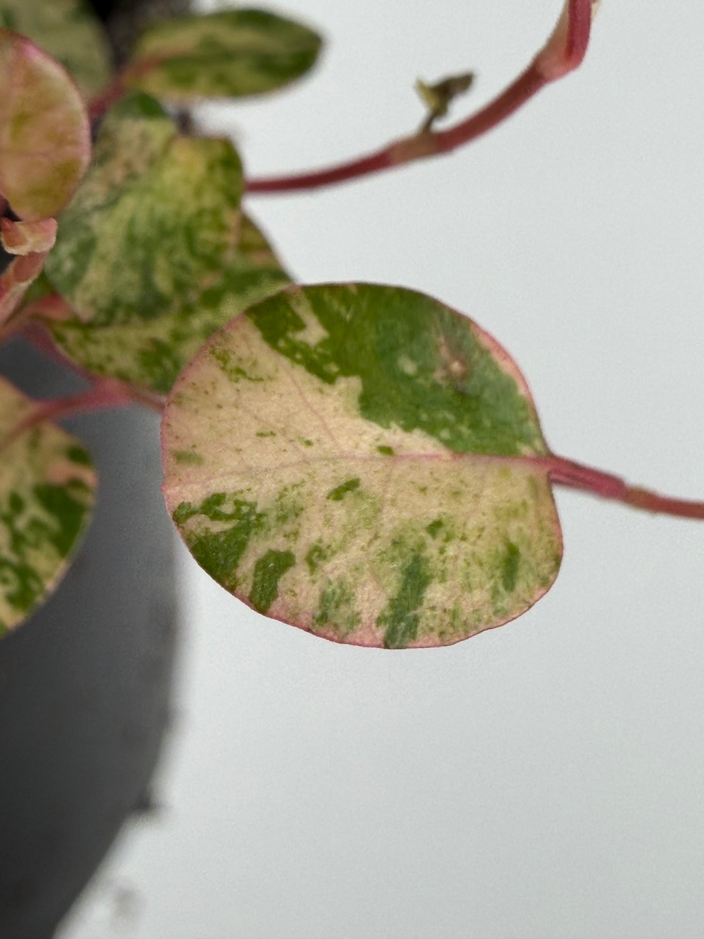 Muehlenbeckia complexa Mao'ri 'Pink Camouflage'