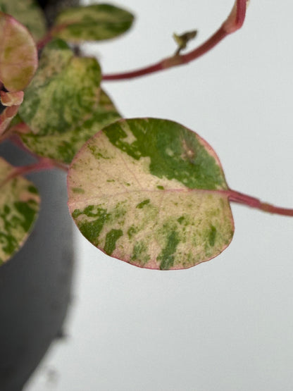 Muehlenbeckia complexa Mao'ri 'Pink Camouflage'