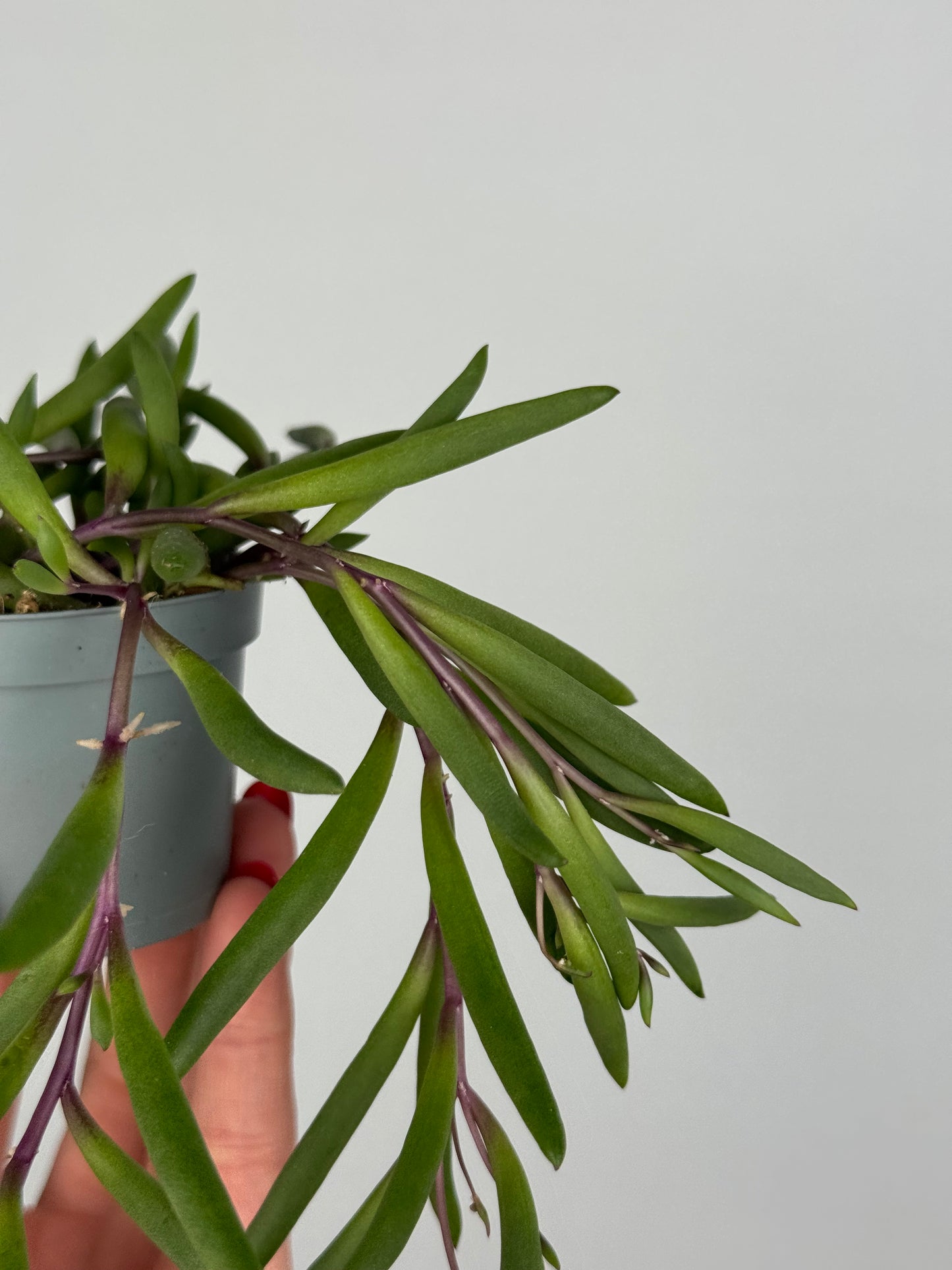 Senecio herreianus “Purple Flush”