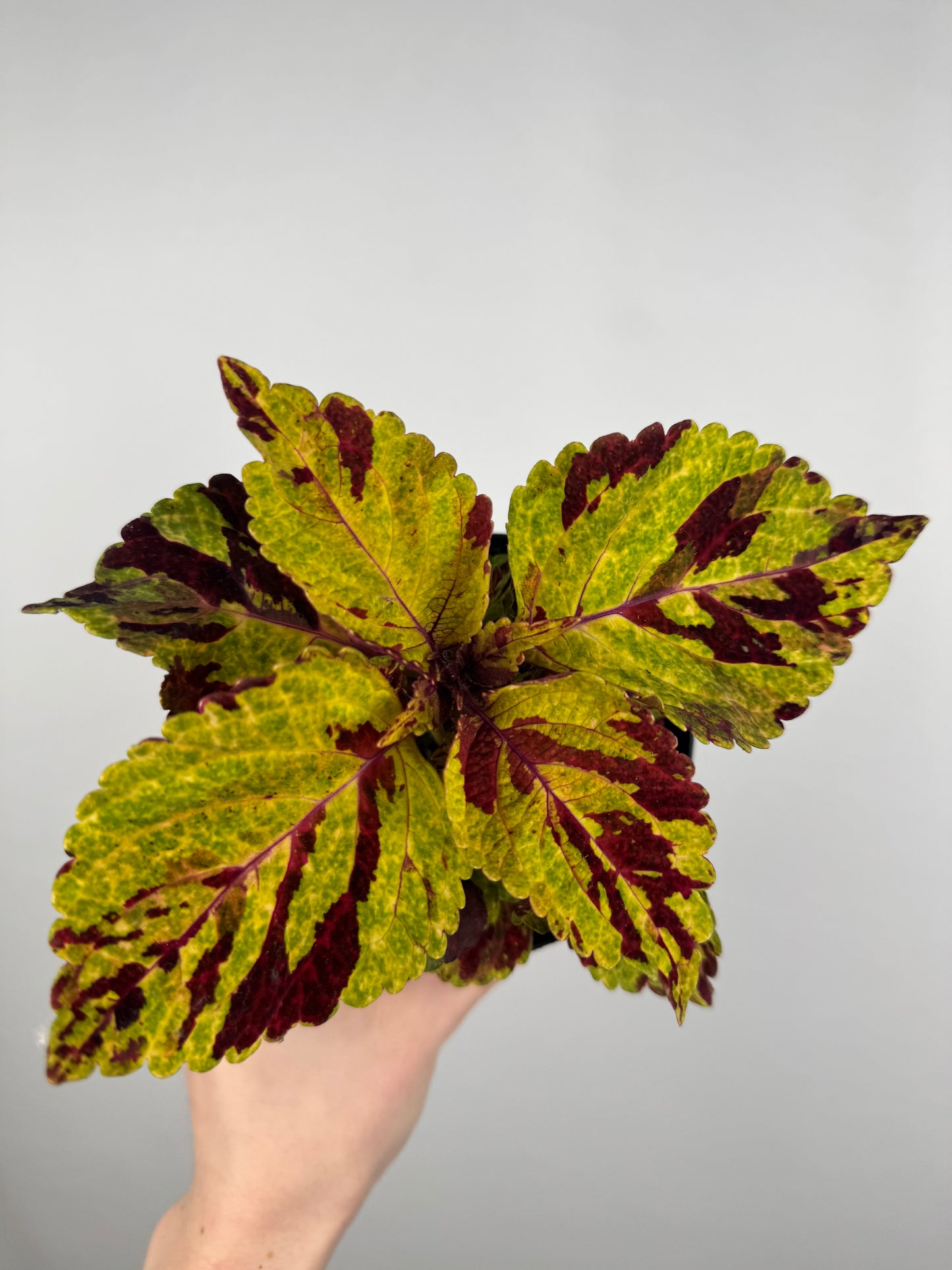 Coleus “Fairway mosaic” | Plectranthus Scutellarioides