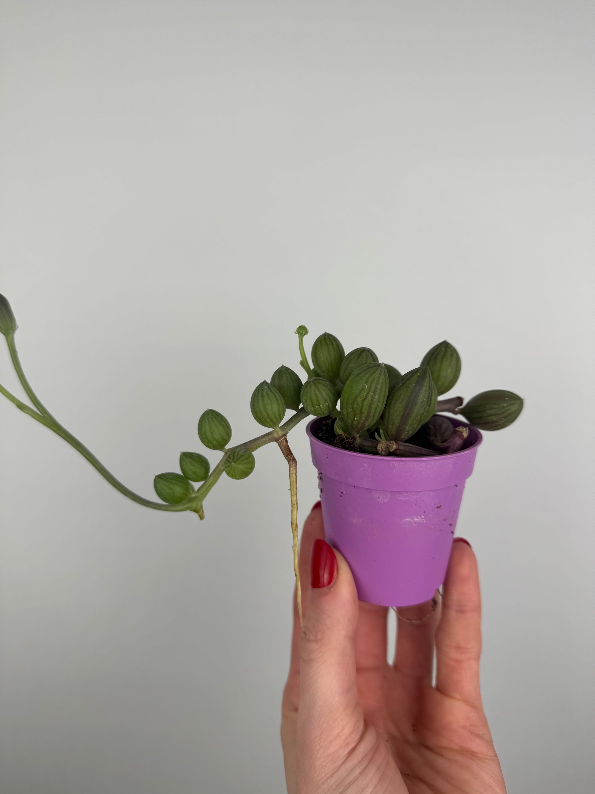 Senecio “String of Watermelon”