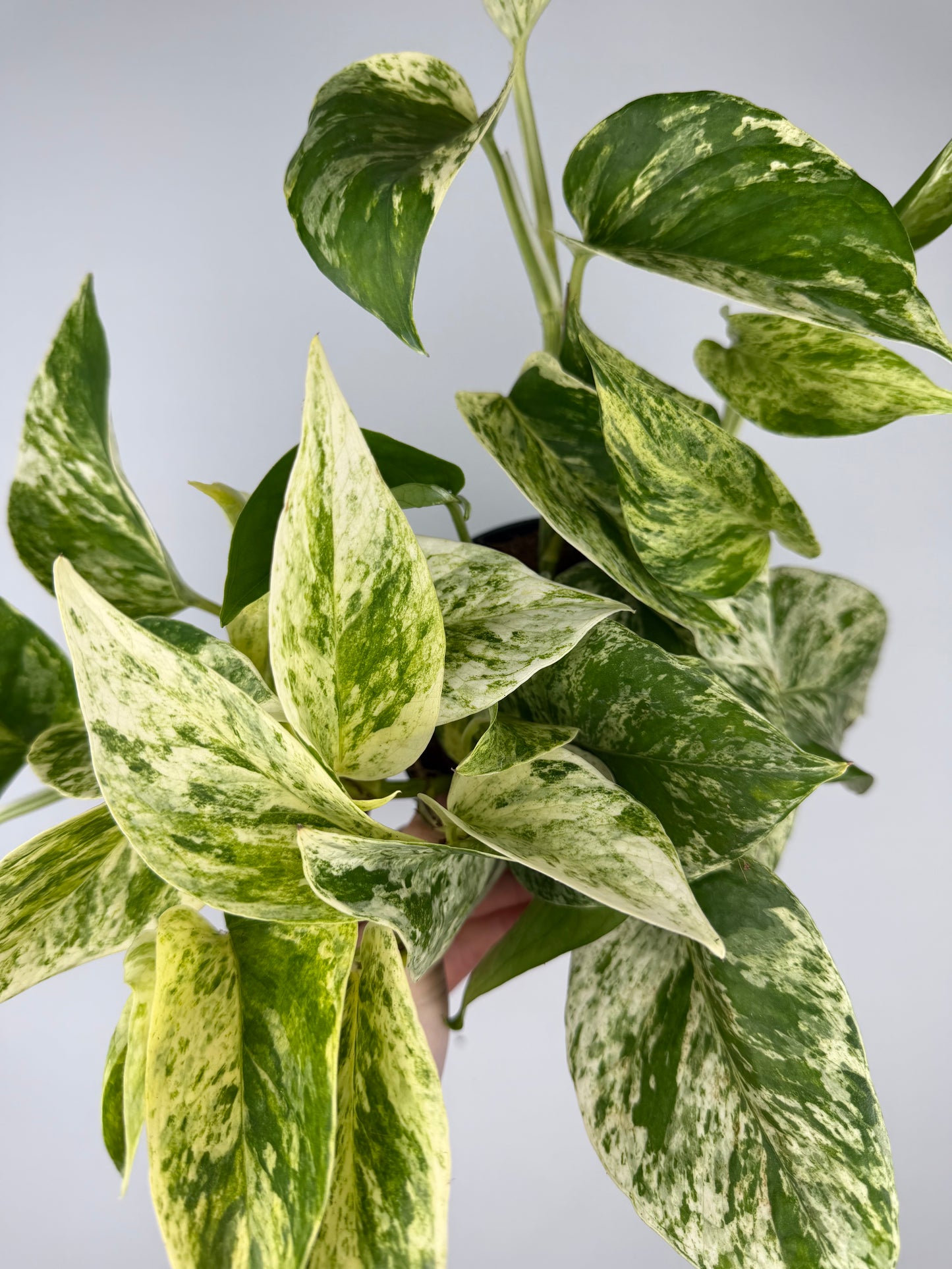 Epipremnum pinnatum Marble Queen Pothos Tropical Corner
