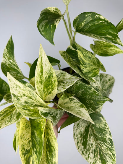 Epipremnum pinnatum Marble Queen Pothos Tropical Corner