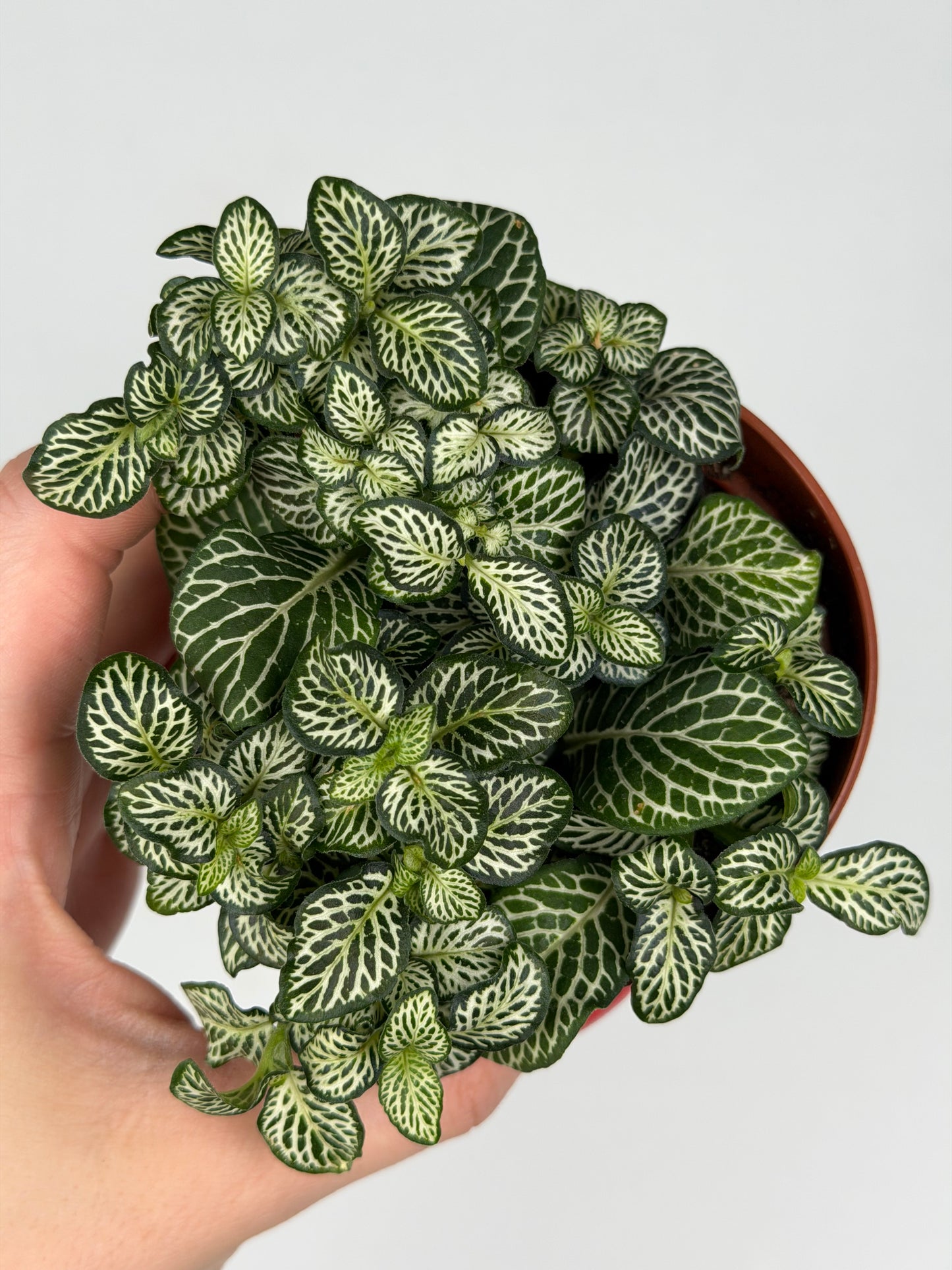 Fittonia Mosaic 'Marble Green' Fittonia Tropical Corner