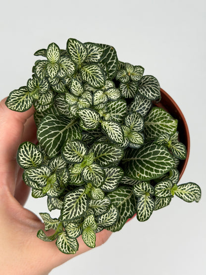 Fittonia Mosaic 'Marble Green' Fittonia Tropical Corner