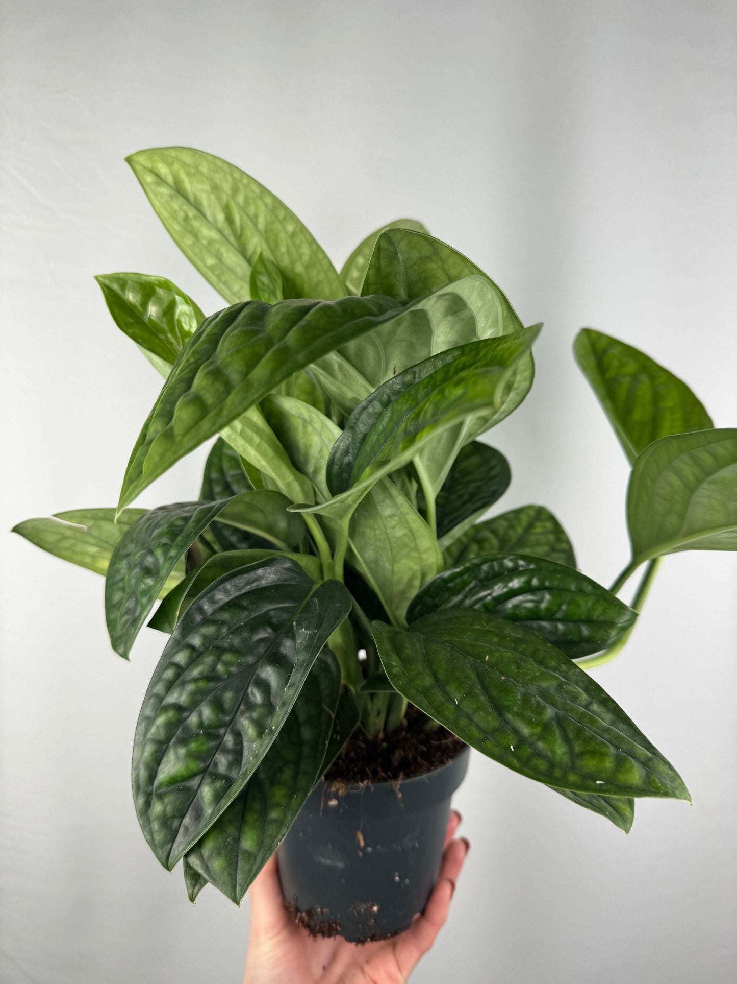 Epipremnum pinnatum “Marble Planet”