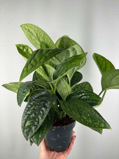 Epipremnum pinnatum “Marble Planet”