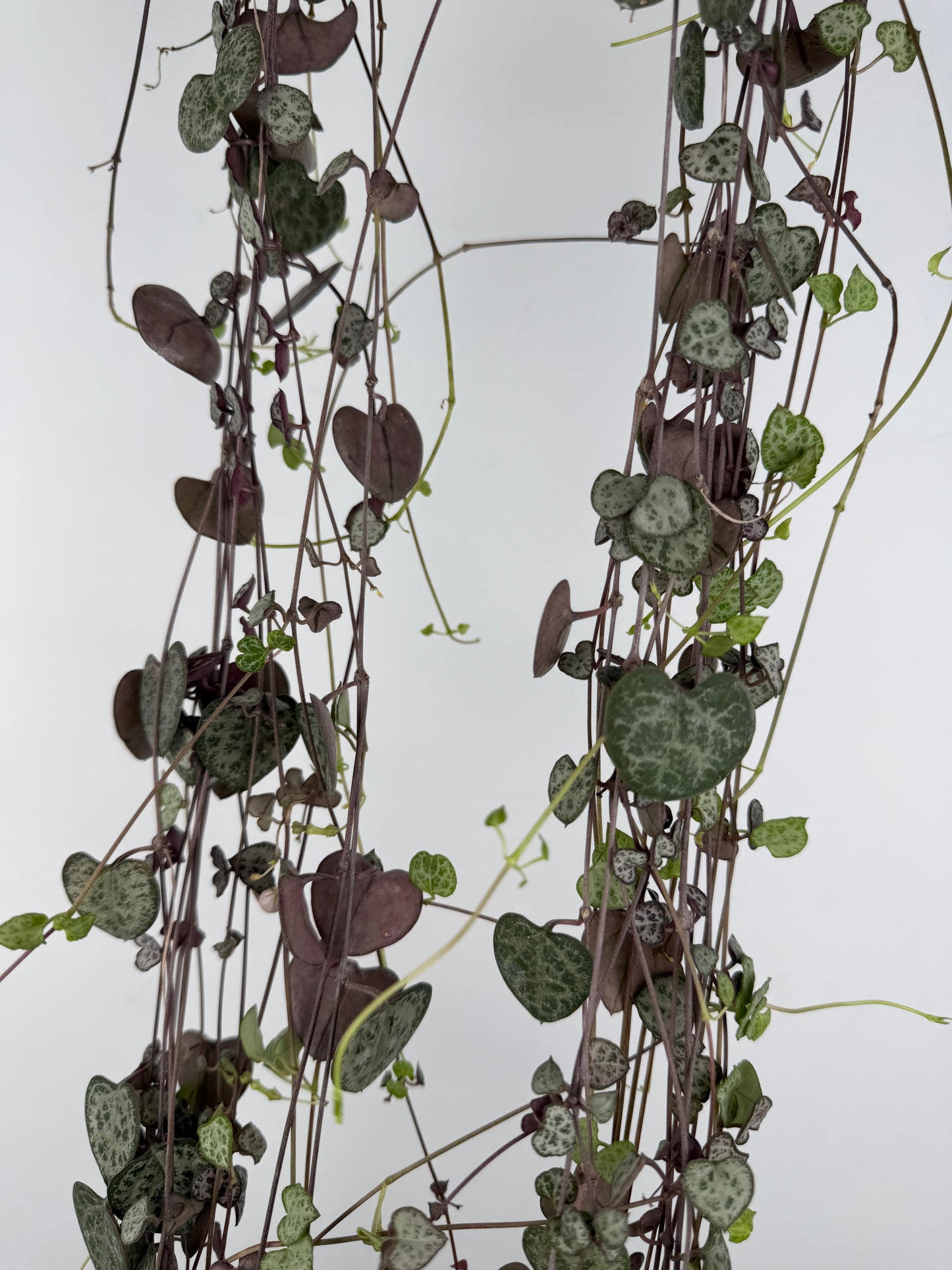 Ceropegia woodii 'String of hearts' Ceropegia Tropical Corner