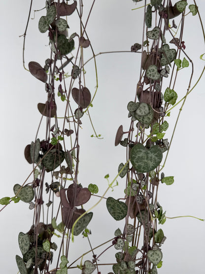 Ceropegia woodii 'String of hearts' Ceropegia Tropical Corner