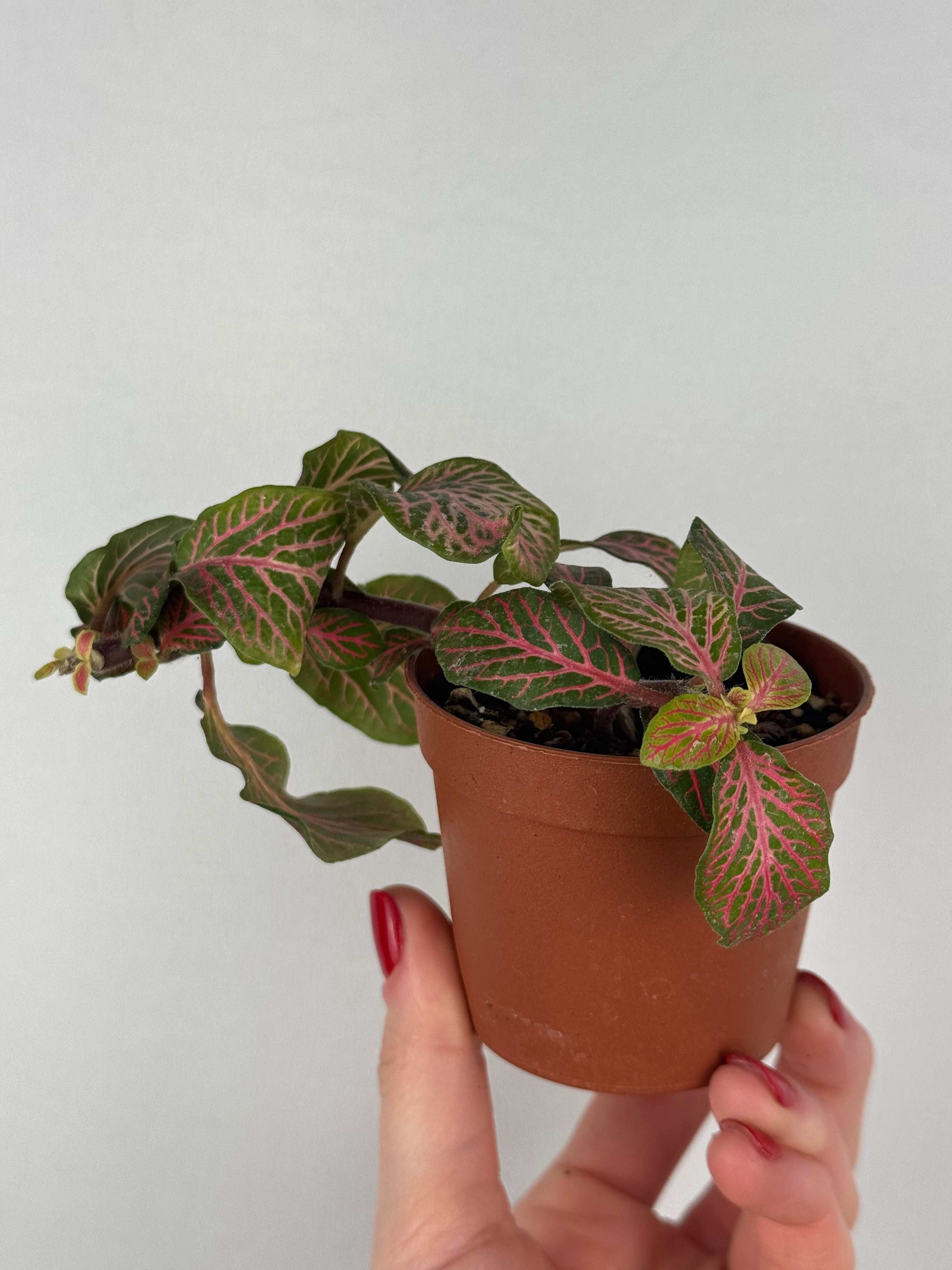 Fittonia “Joly Josan” | Mina