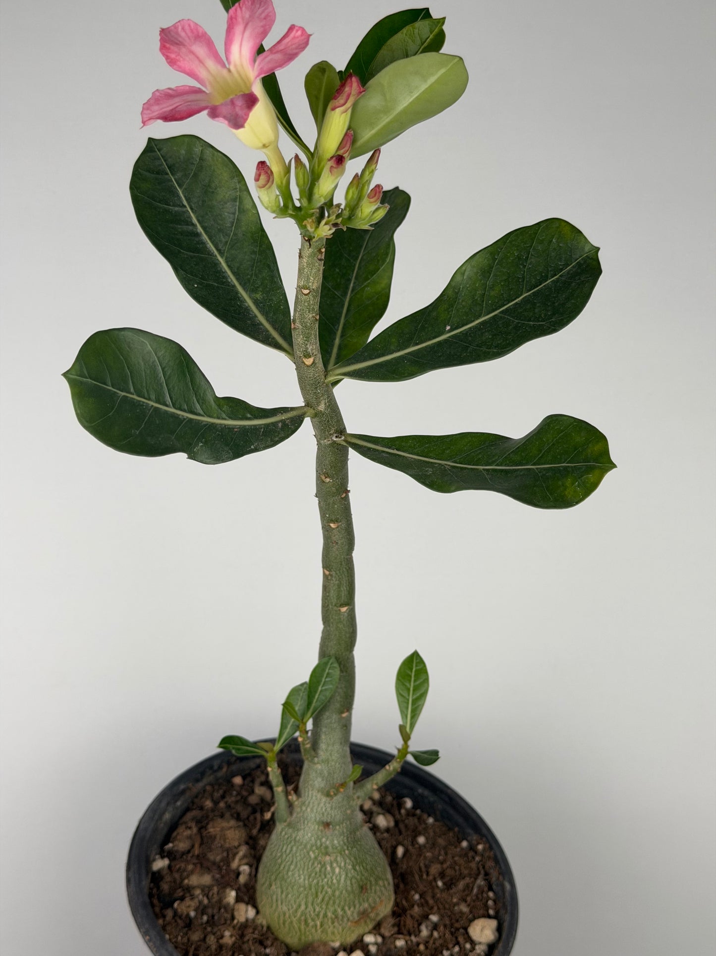 Adenium obesum Adenium Tropical Corner