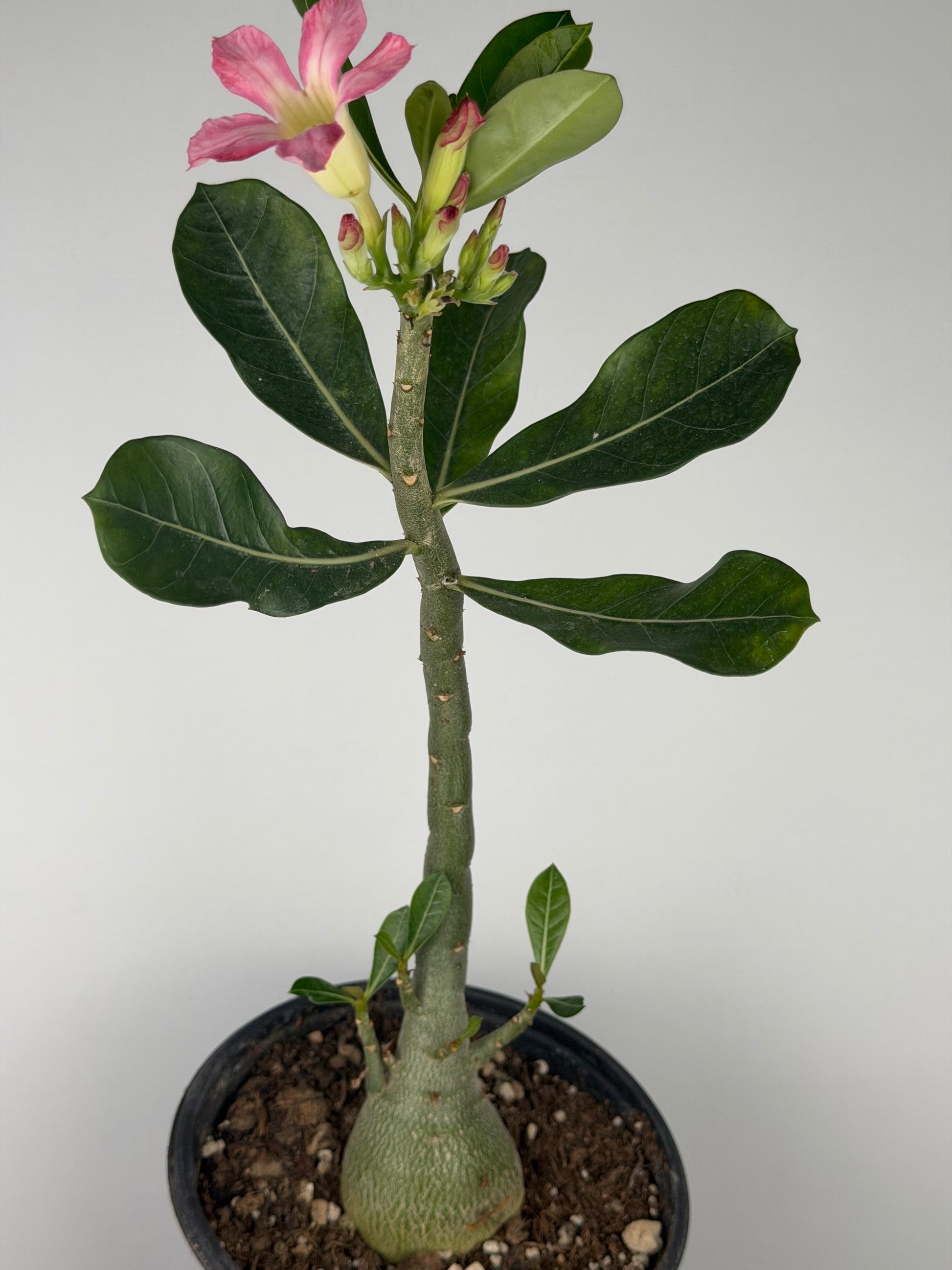 Adenium obesum Adenium Tropical Corner