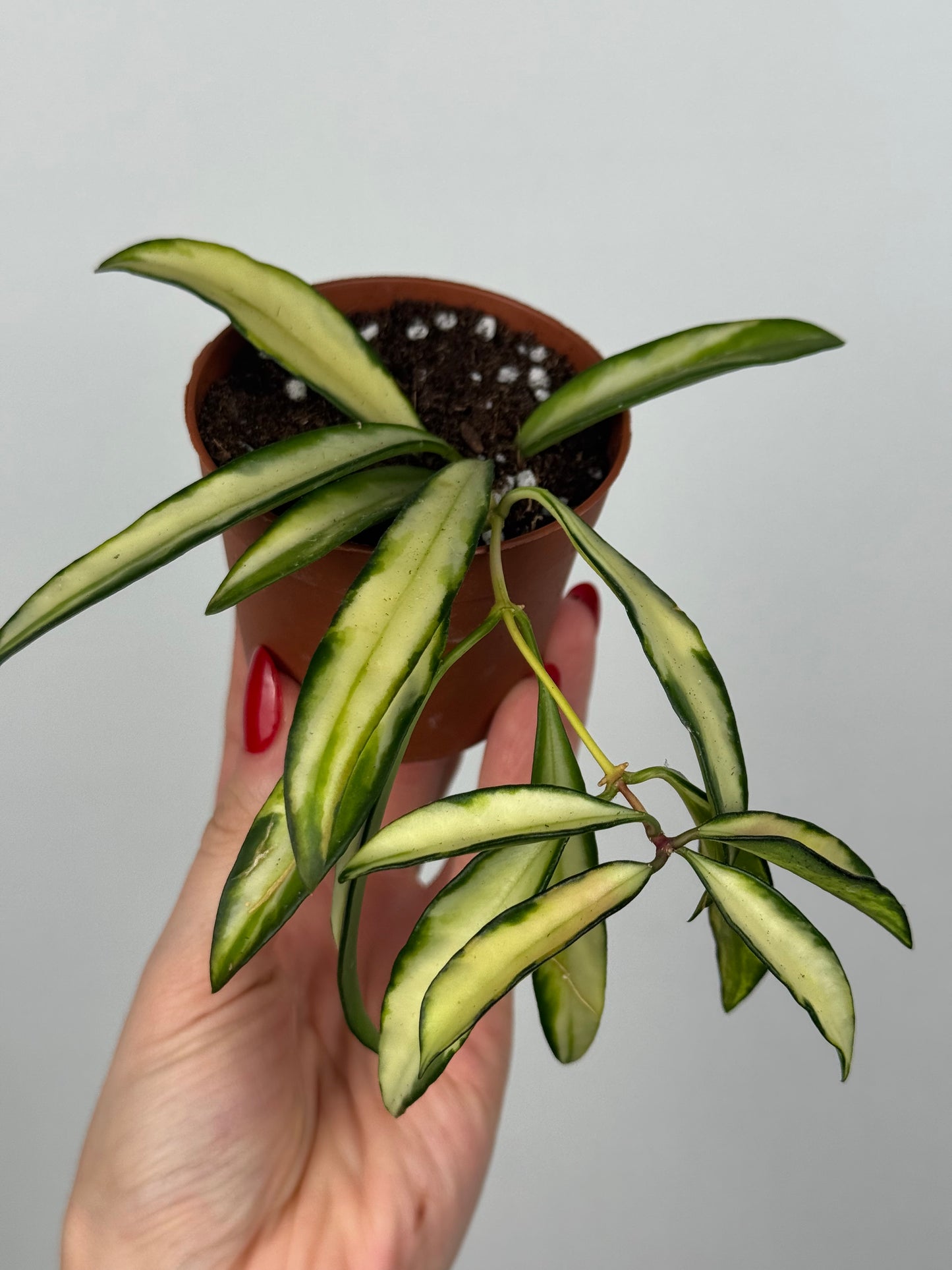 Hoya Wayetii 'Tricolor'
