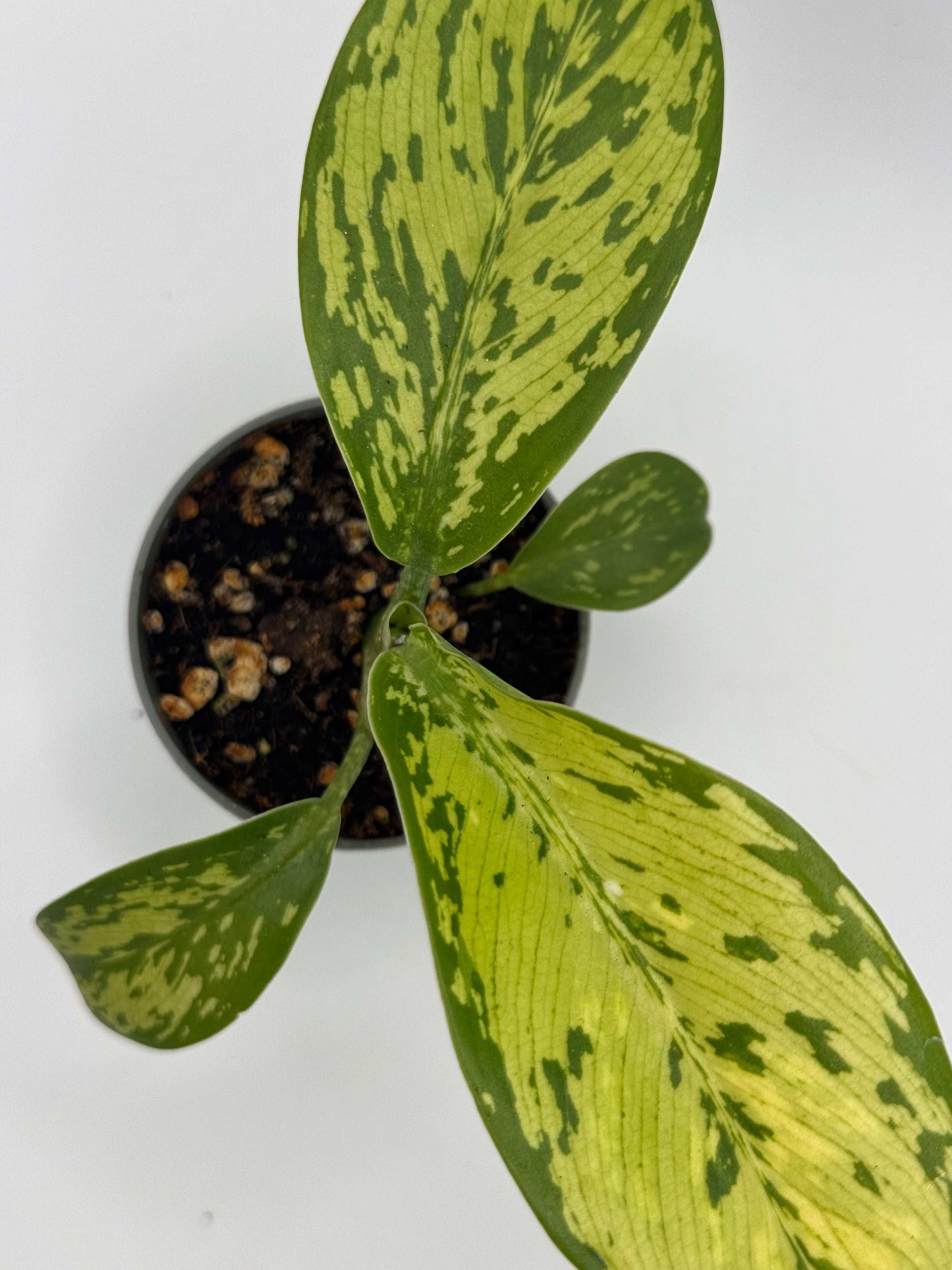 Dieffenbachia "Crocodile"