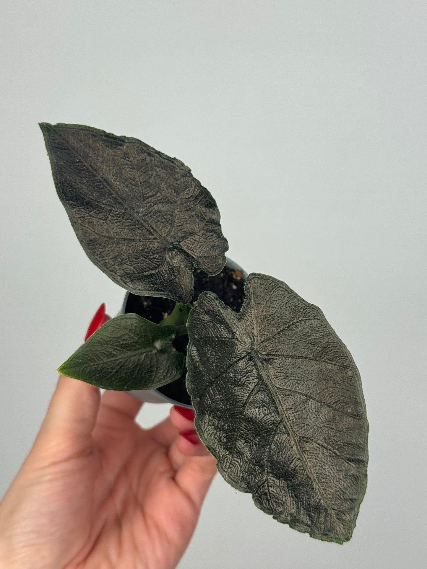 Alocasia Antoro Velvet