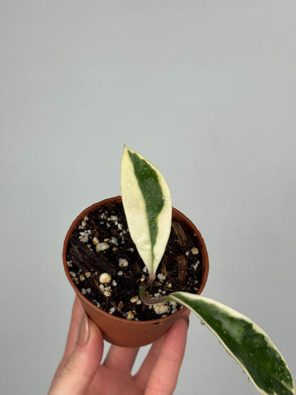 Hoya Krimson Queen | Lily
