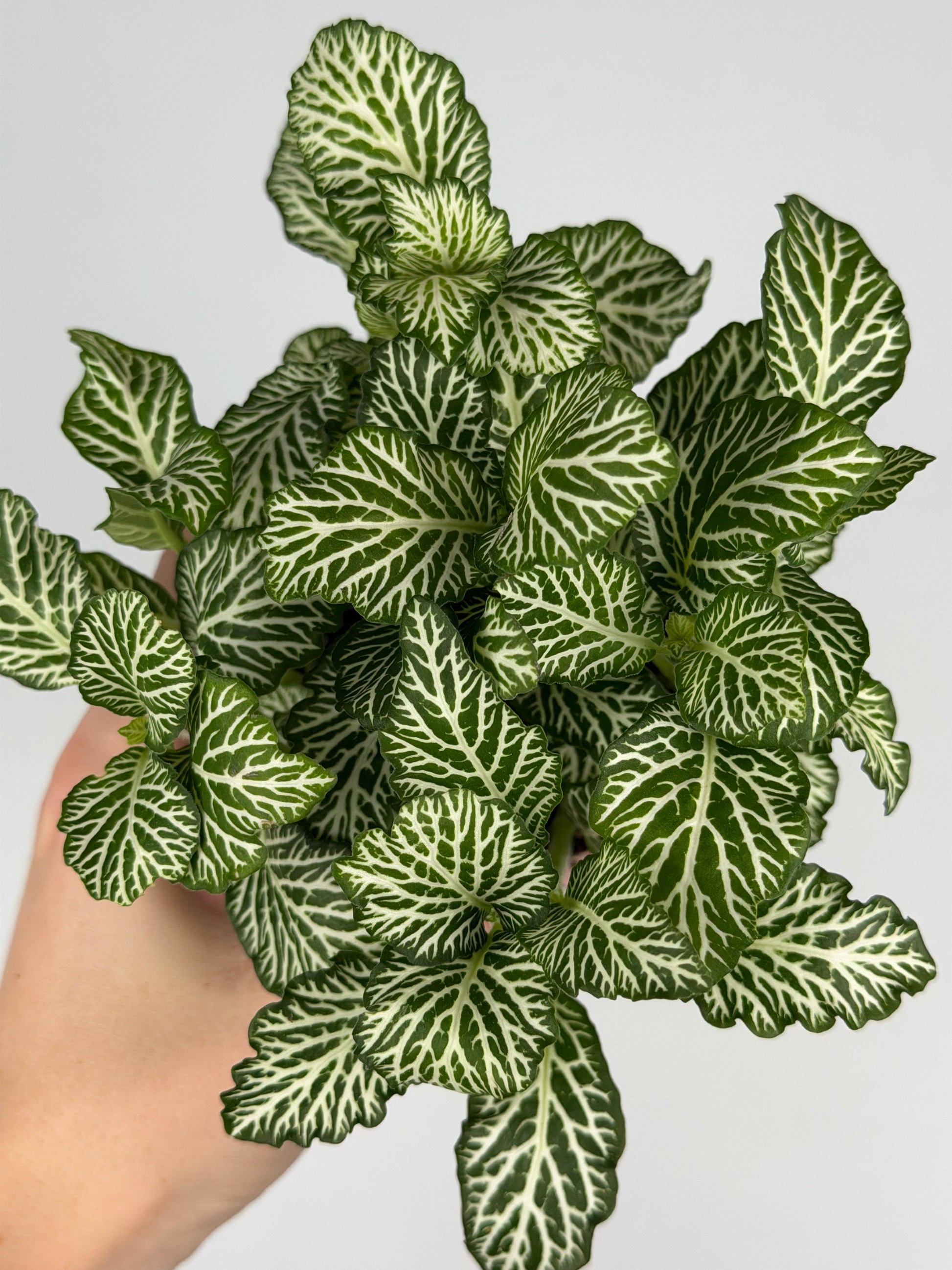 Fittonia 'White Tiger' Fittonia Tropical Corner