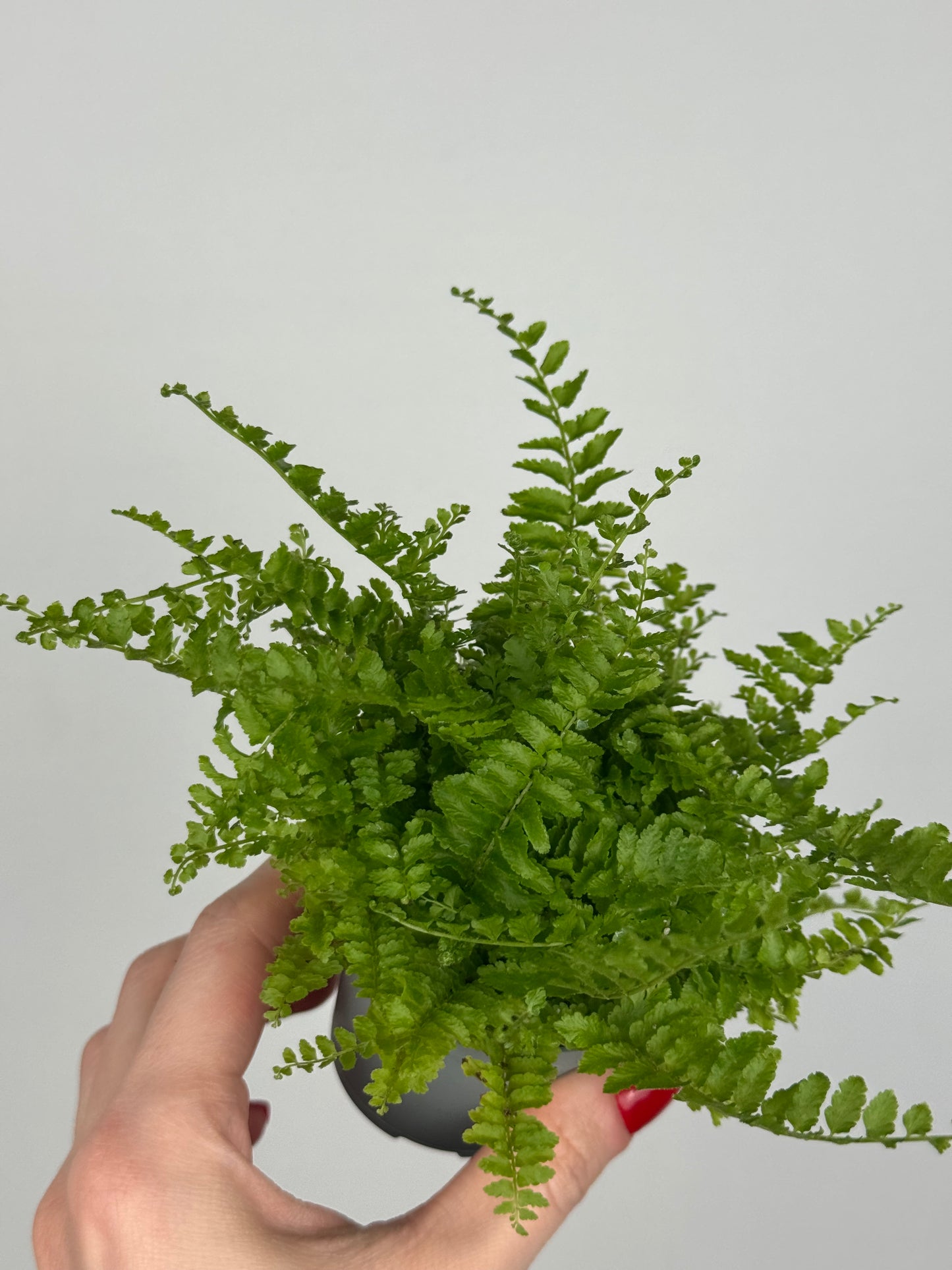 Nephrolepis exaltata “Green Fantasy”
