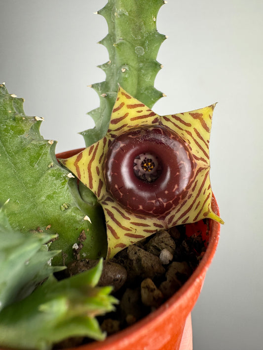 Stapelia Huernia Zebrina