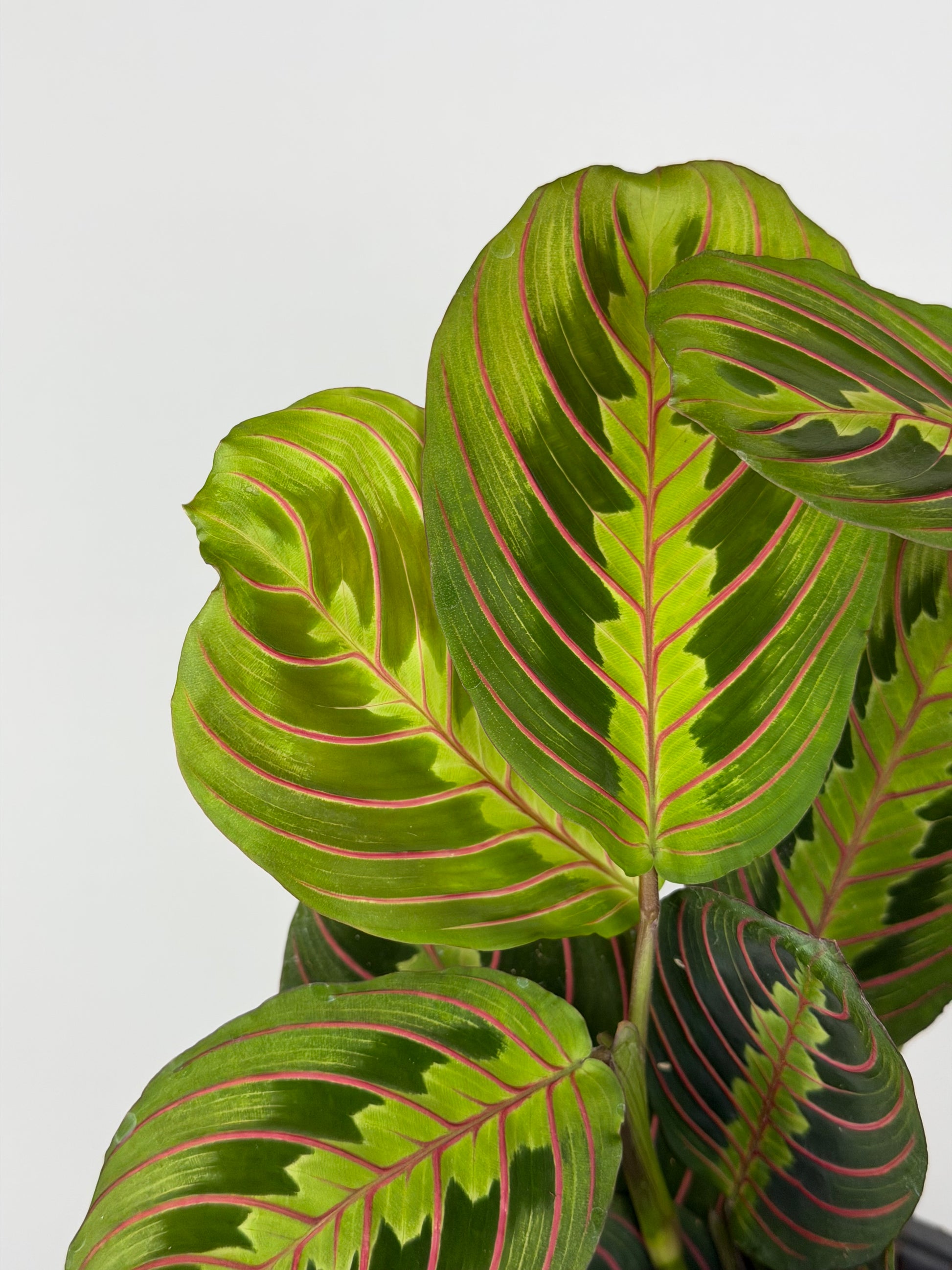Maranta Leuconeura 'Fascinator'