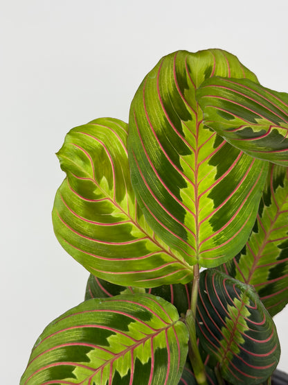 Maranta Leuconeura 'Fascinator'