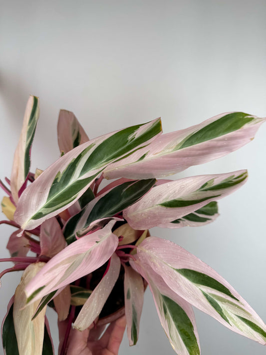 Stromanthe Sanguinea “Triostar” | Valeria