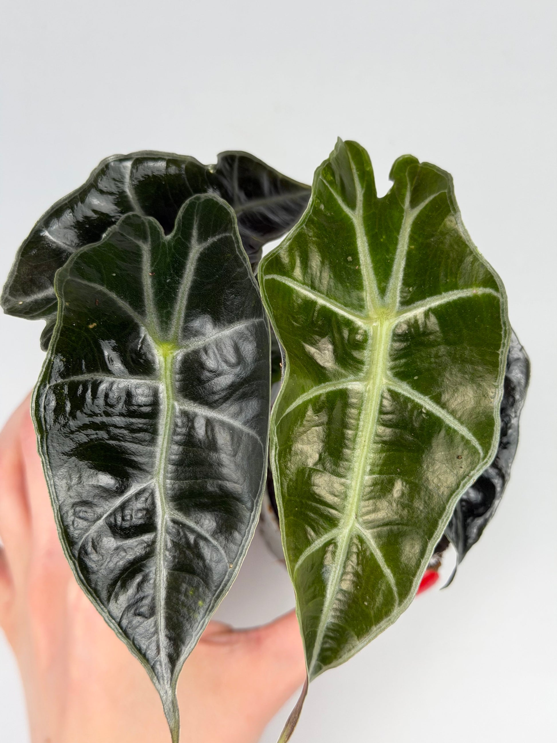 Alocasia Amazonica 'Polly' Alocasia Tropical Corner