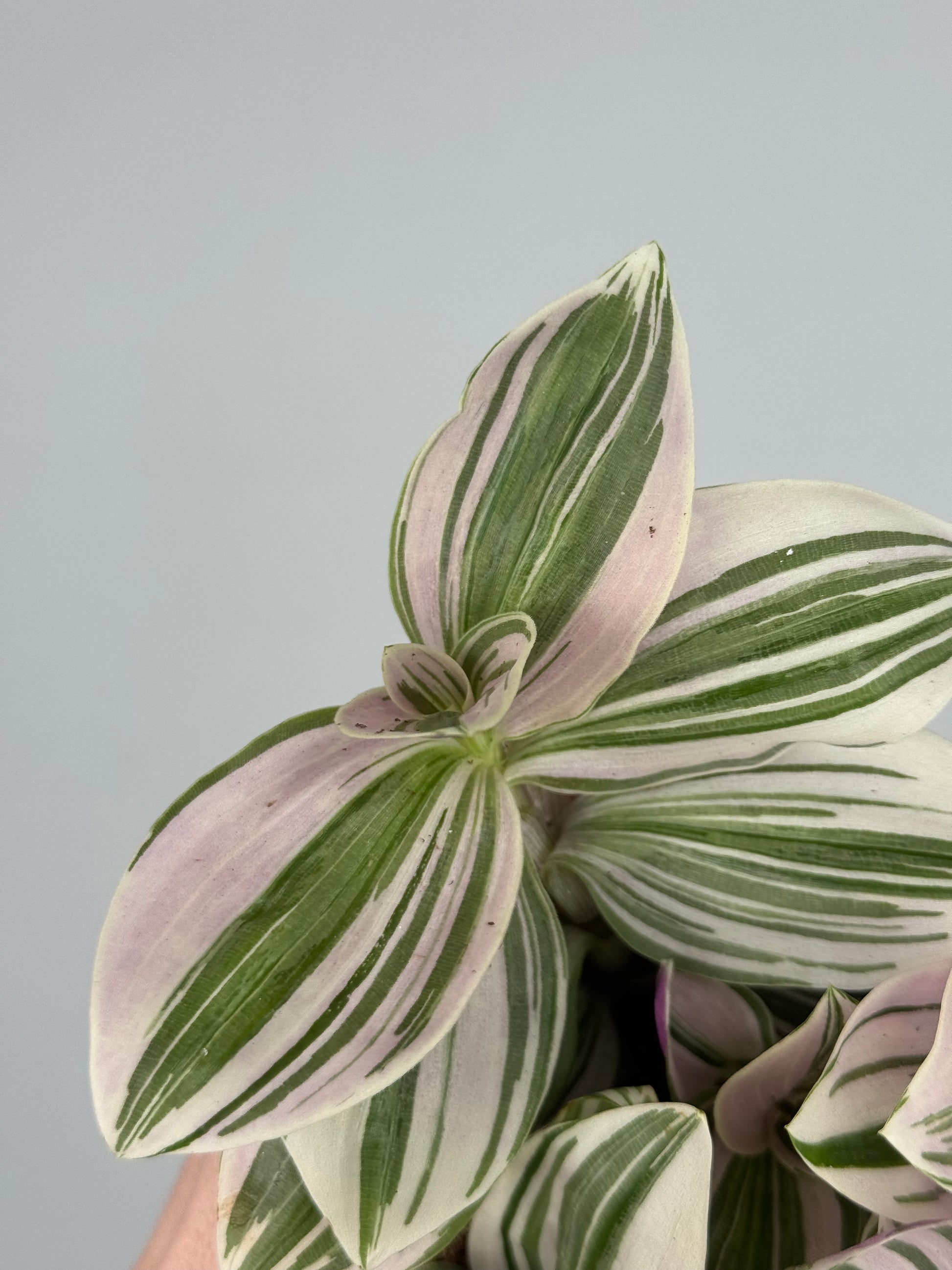 Tradescantia Unicorn