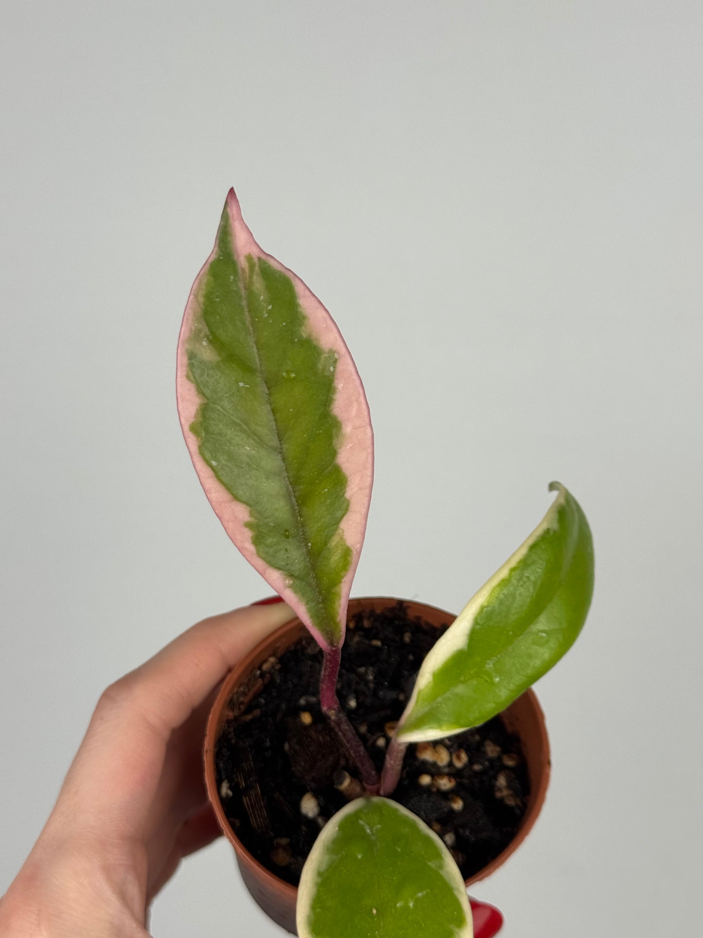 Hoya Flamingo Dream | Julie