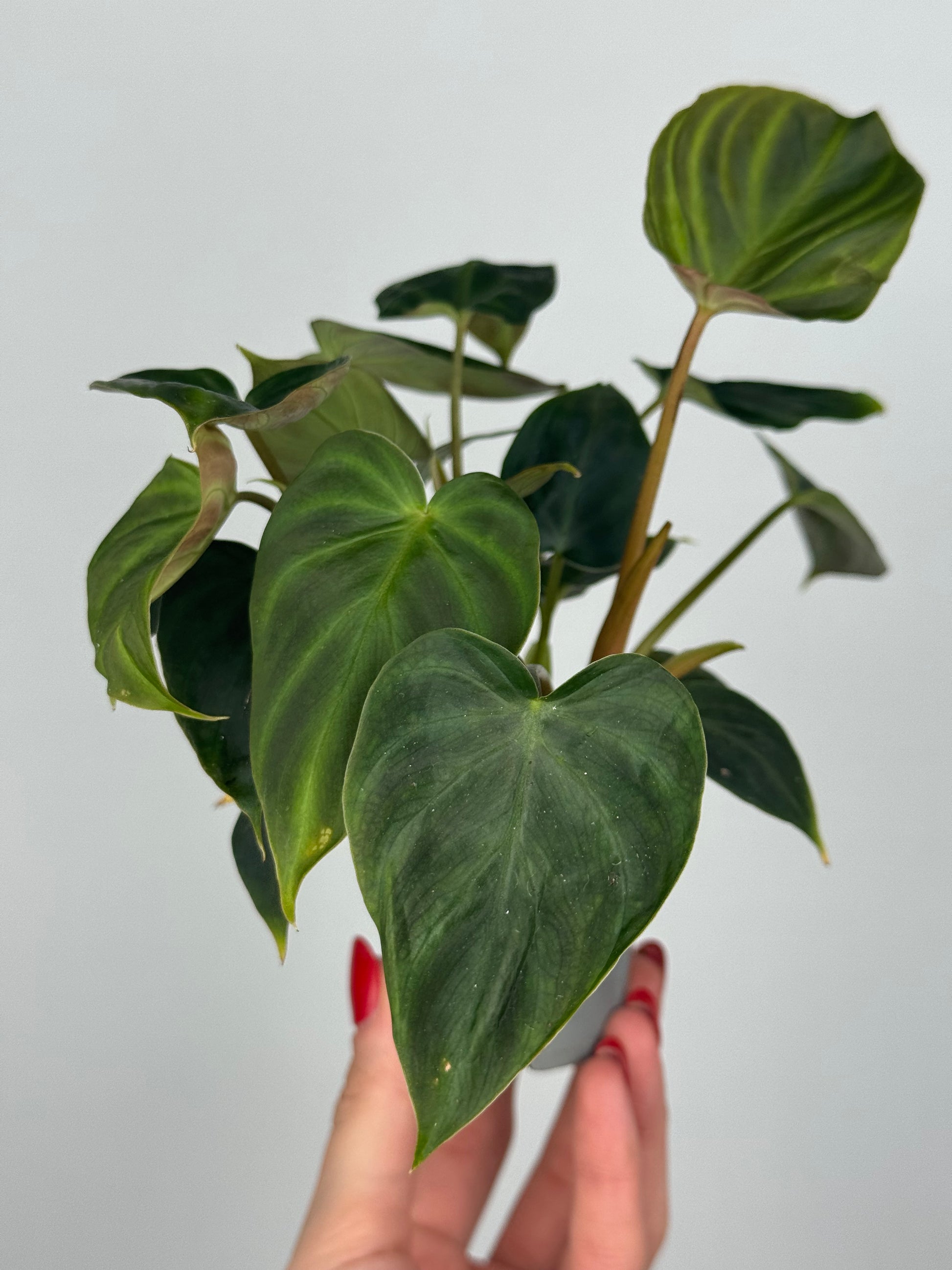 Philodendron El Choco Red