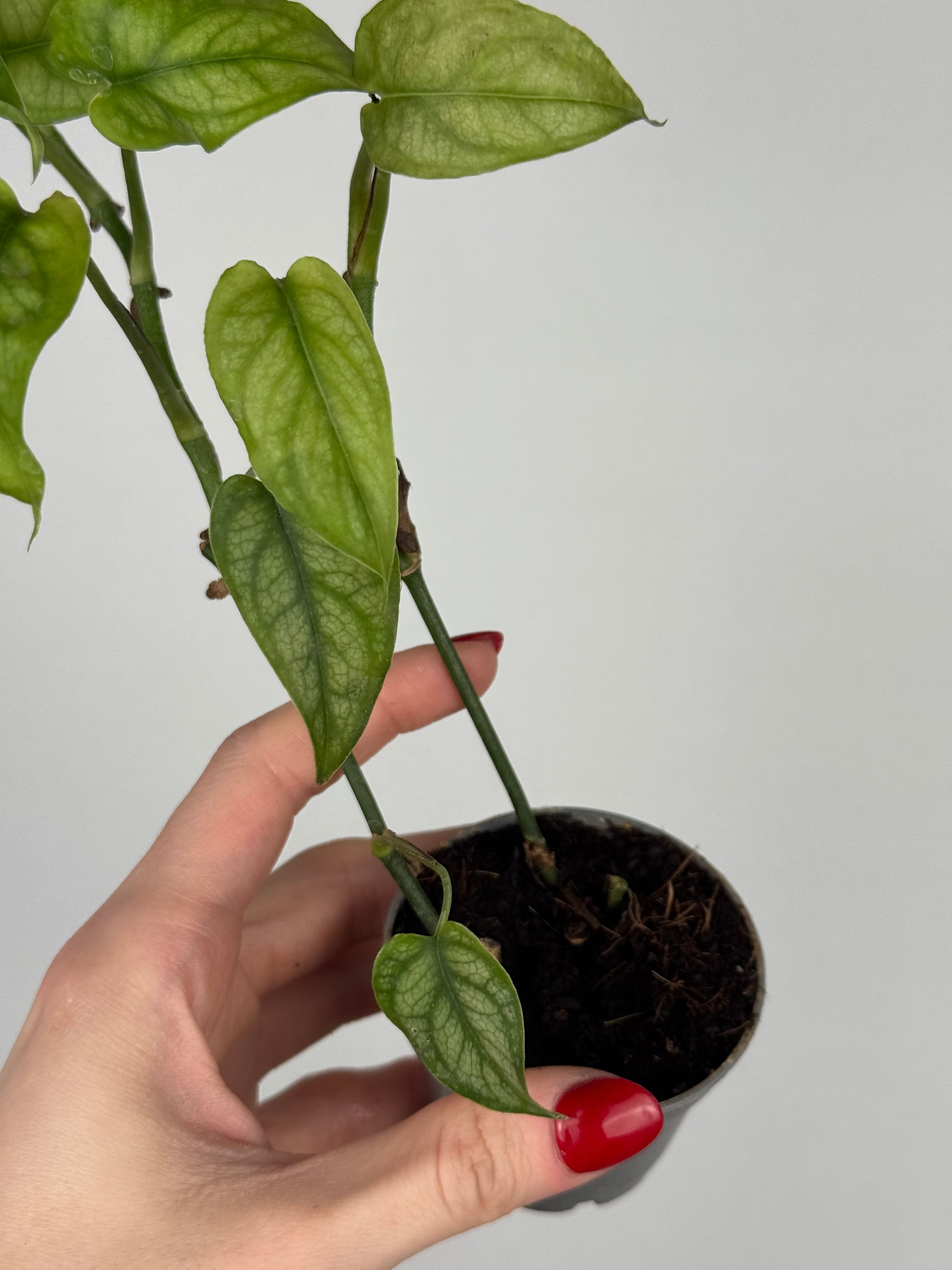 Monstera Siltepecana | Jade