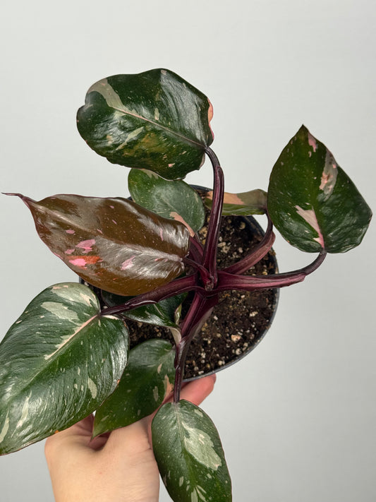Philodendron Pink Marble | Sami