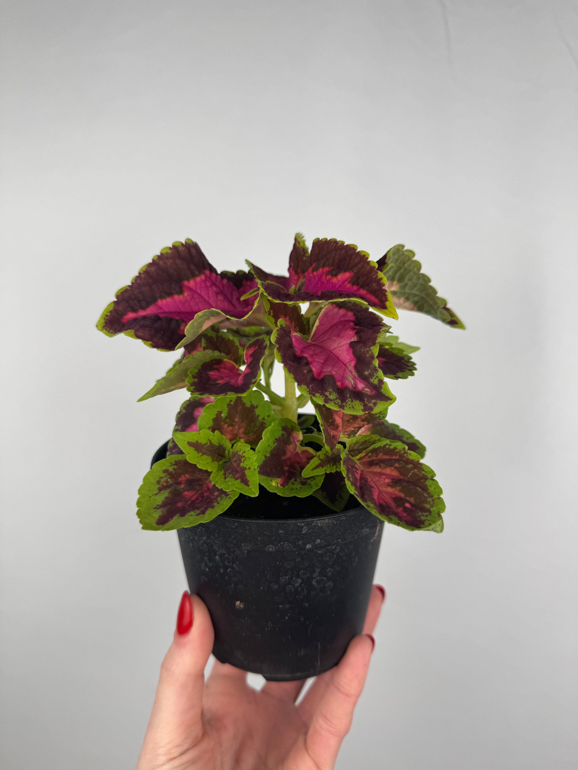Coleus “Fairway Rose” | Plectranthus Scutellarioides