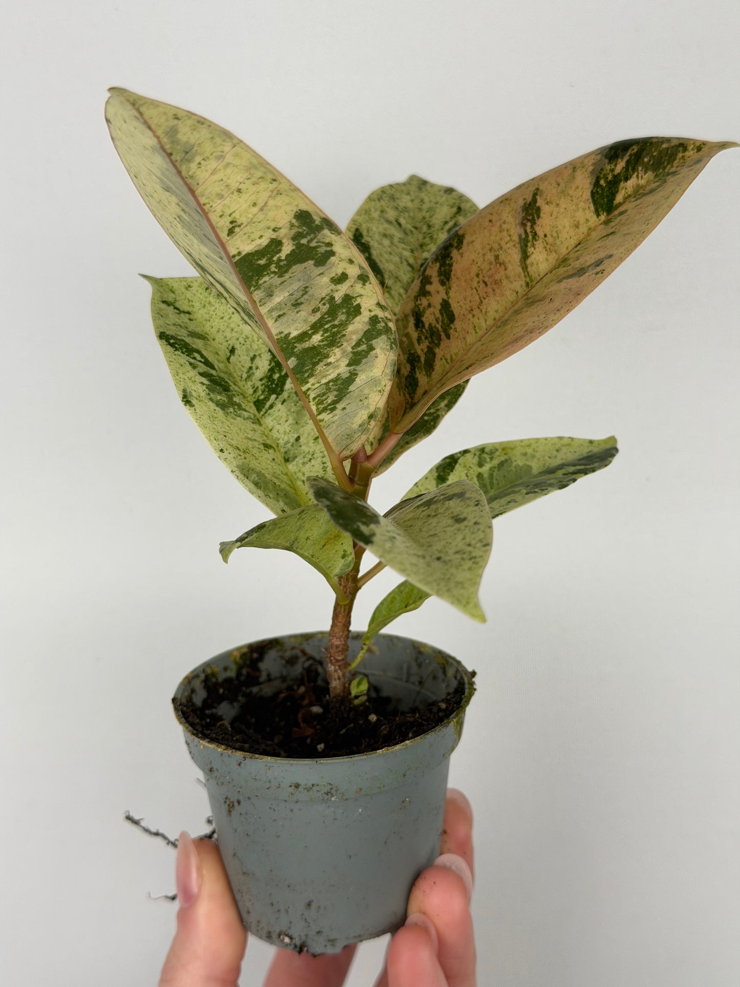 Ficus elastica 'Shivereana Moonshine'