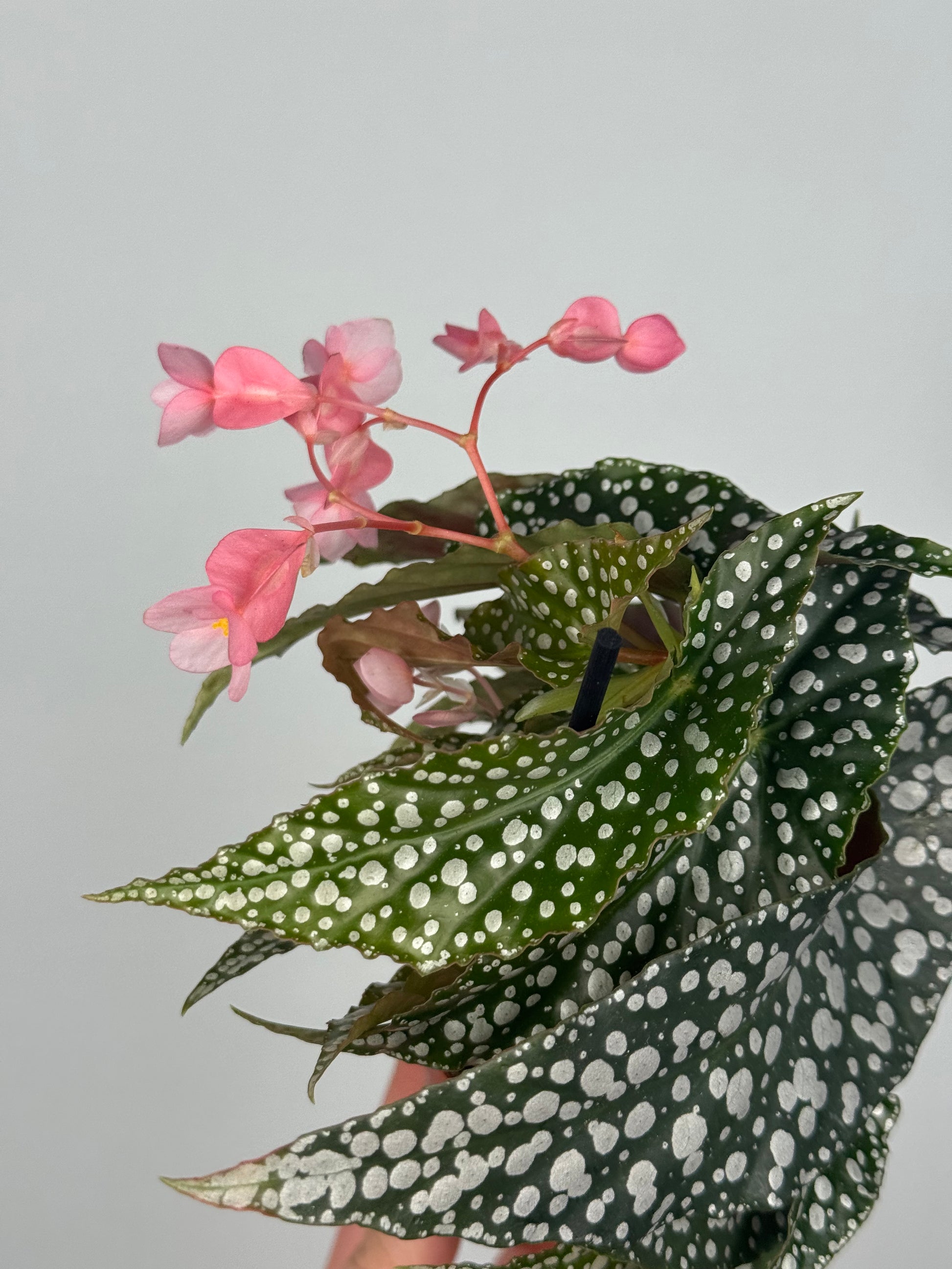 Begonia maculata “Double dot”