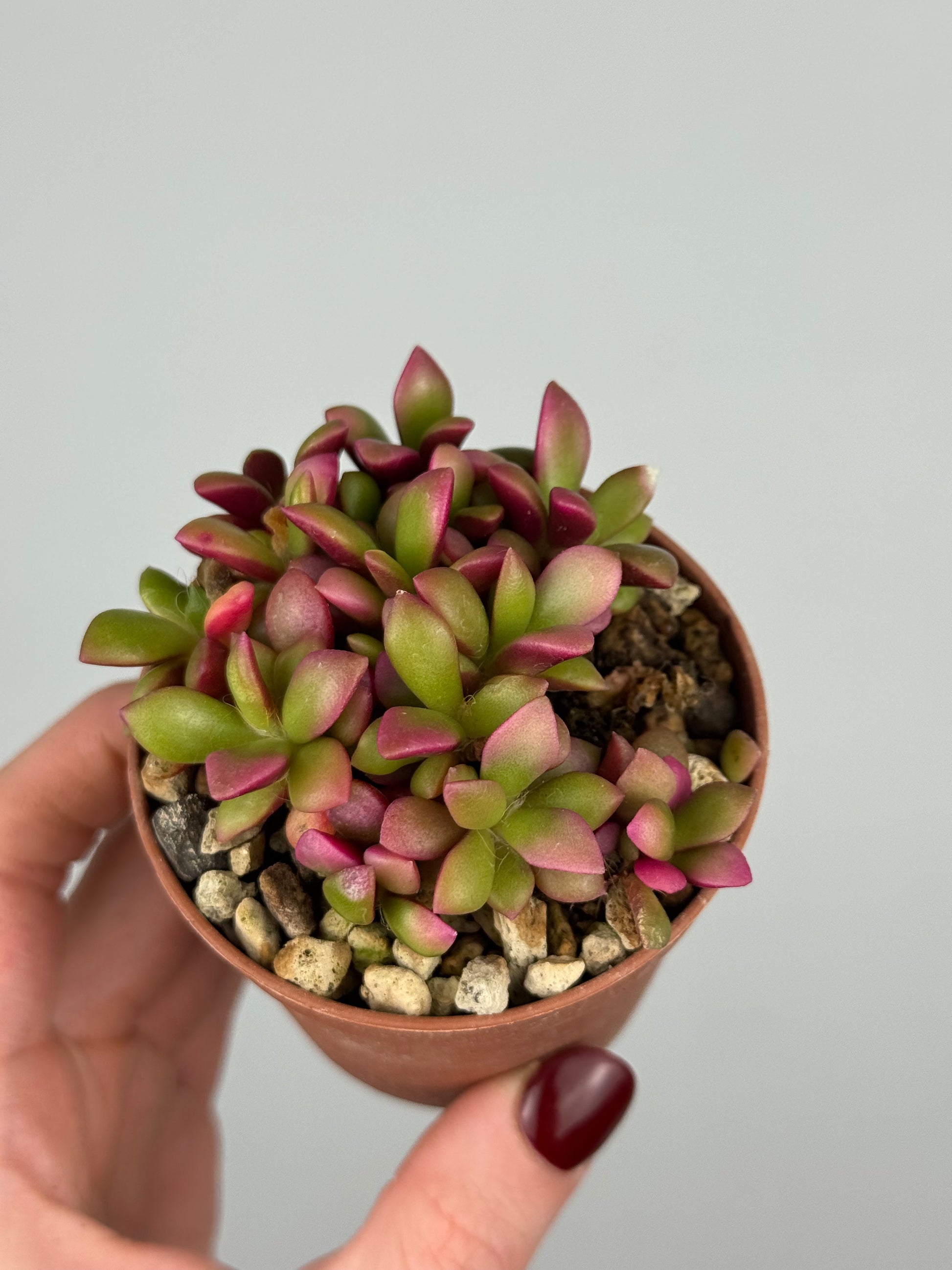Anacampseros Rufescens variegato