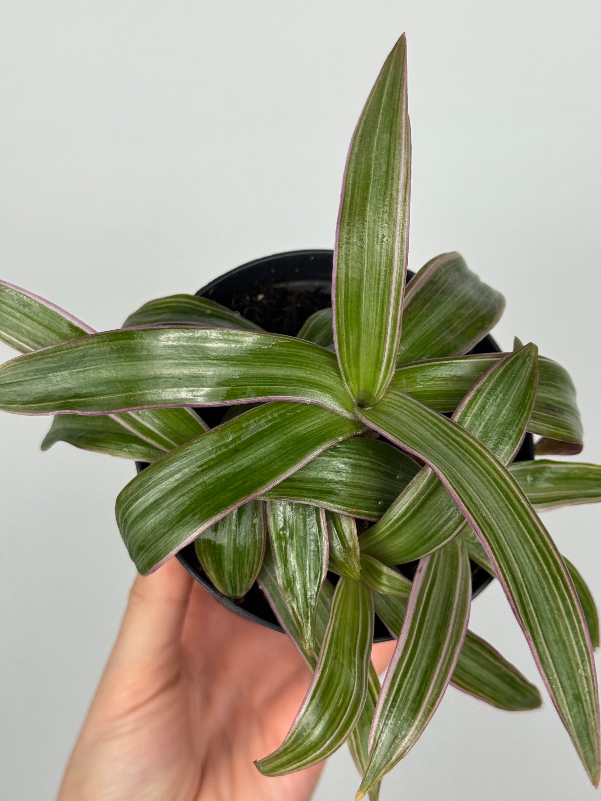 Tradescantia Spathacea | Orelia