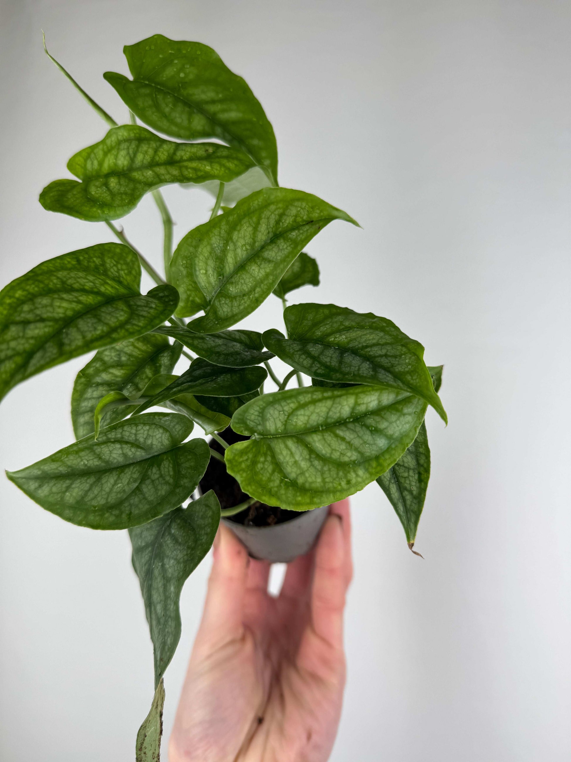 Monstera Siltepecana