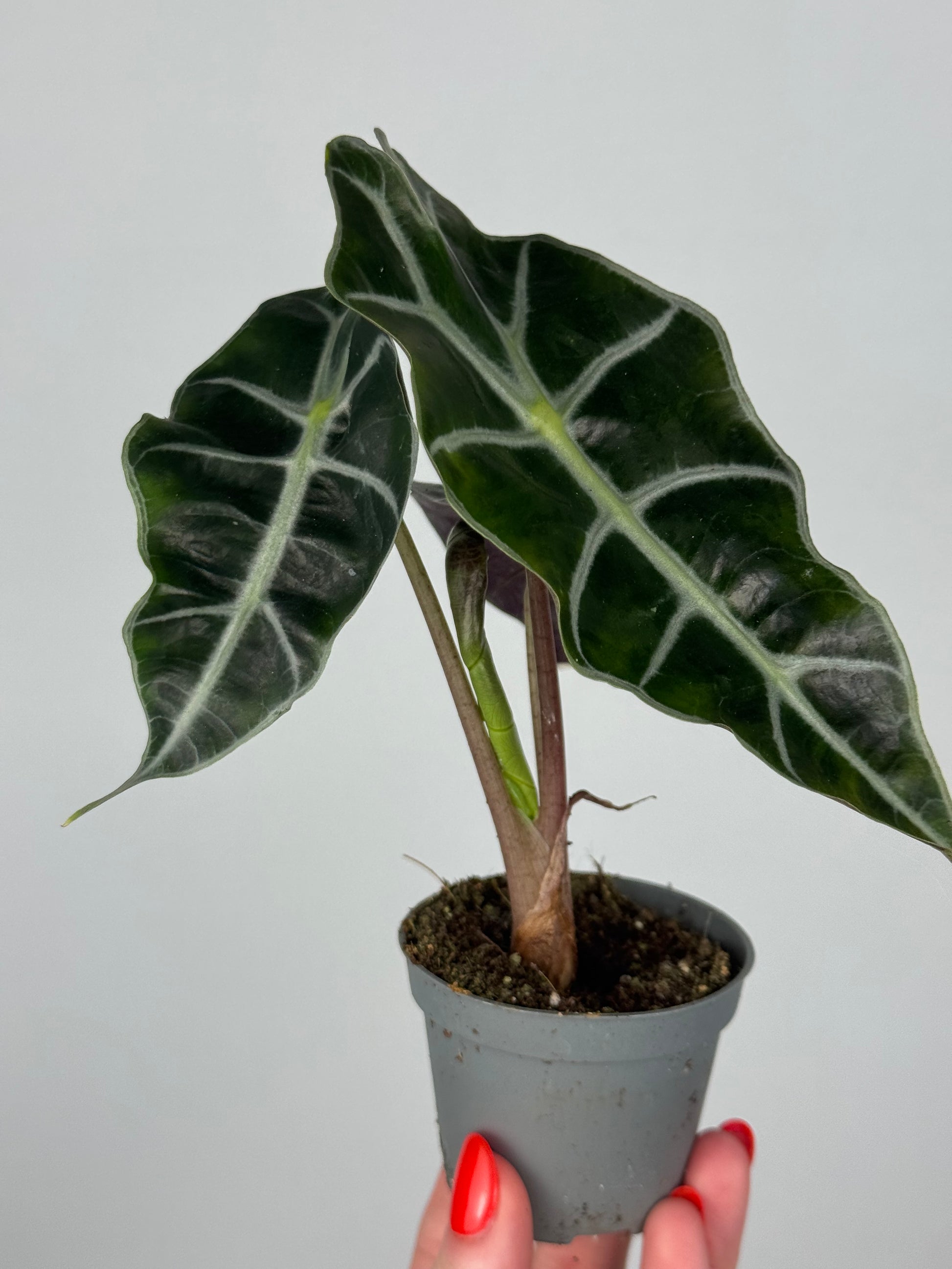 Alocasia Amazonica “Polly”