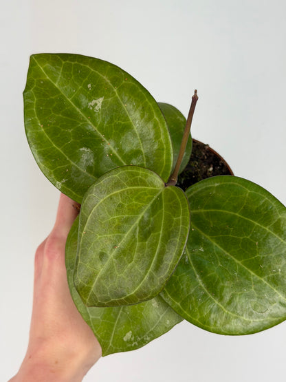 Hoya Sarawak Cream Hoya Tropical Corner