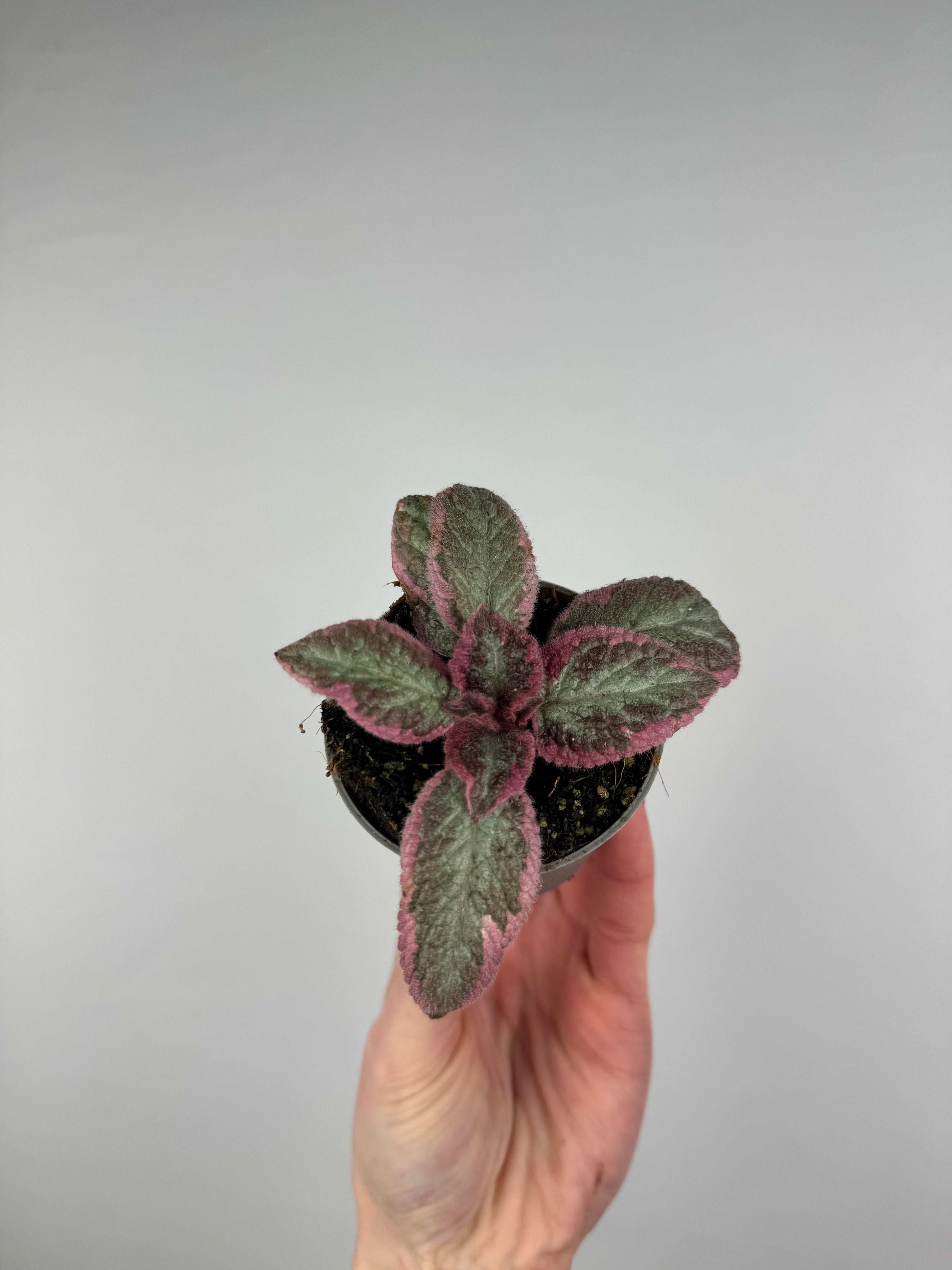 Episcia “Pink Brocade”