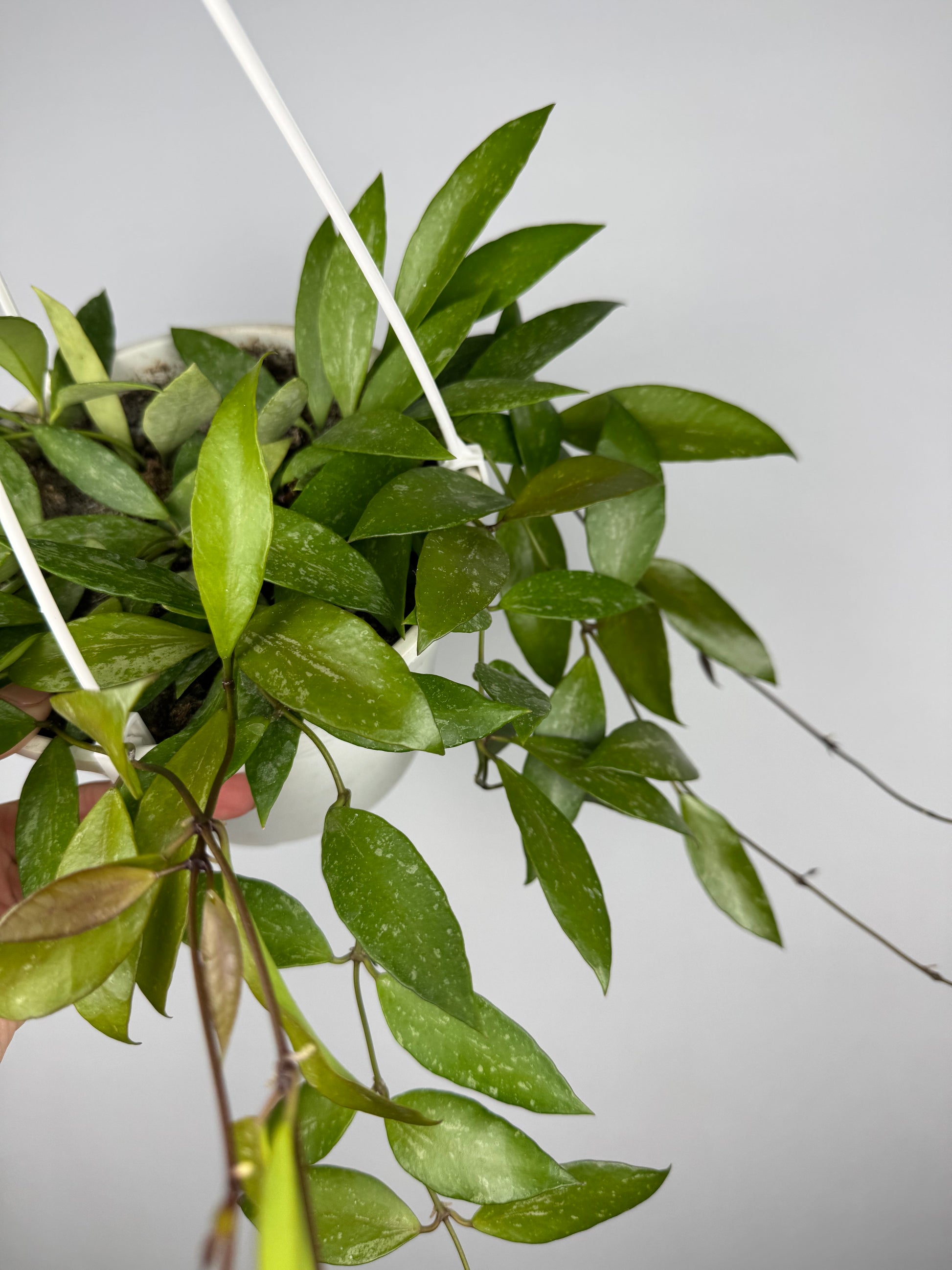 Hoya Gracilis